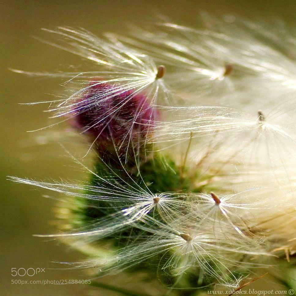 Pentax K-30 sample photo. Gurdony, vagy miaszösz photography