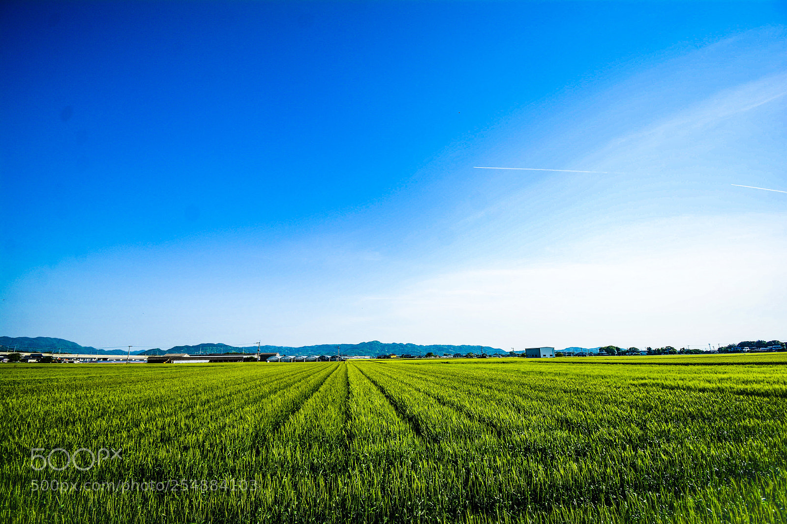 Nikon D7100 sample photo. Wheat farm of japan photography