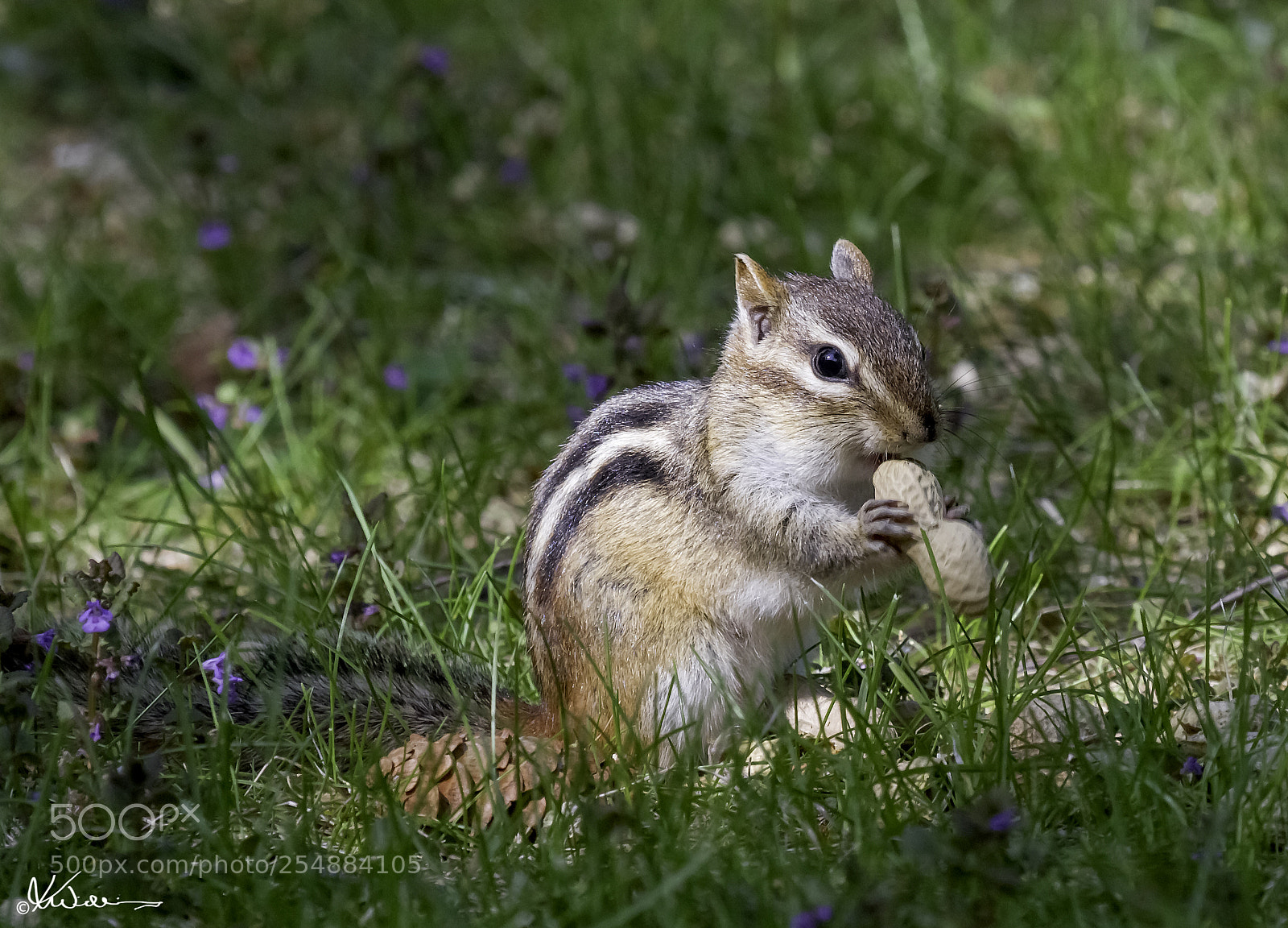 Canon EOS 7D sample photo. Chipmunk o photography