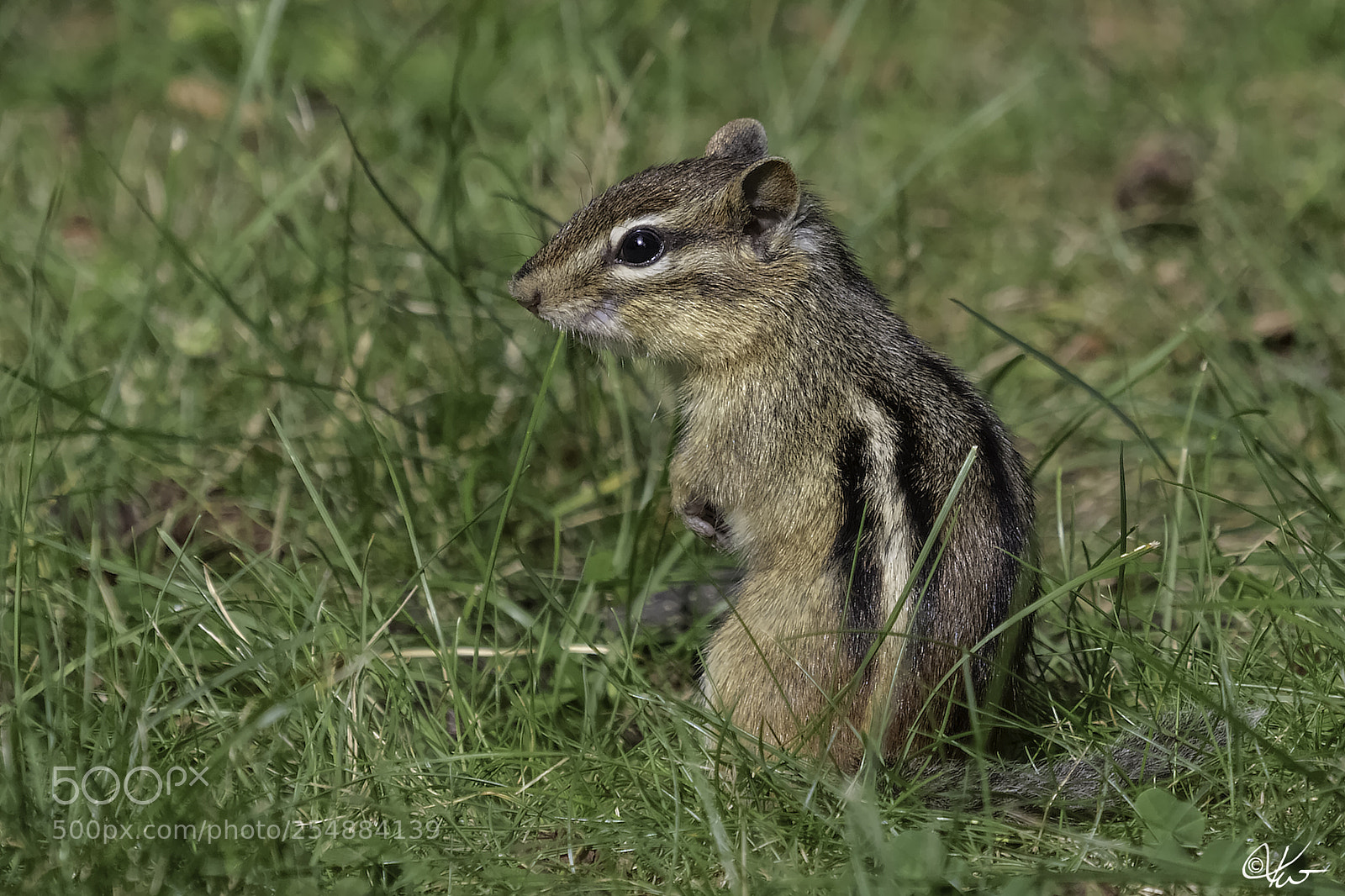 Canon EOS 7D sample photo. Chipmunk o photography