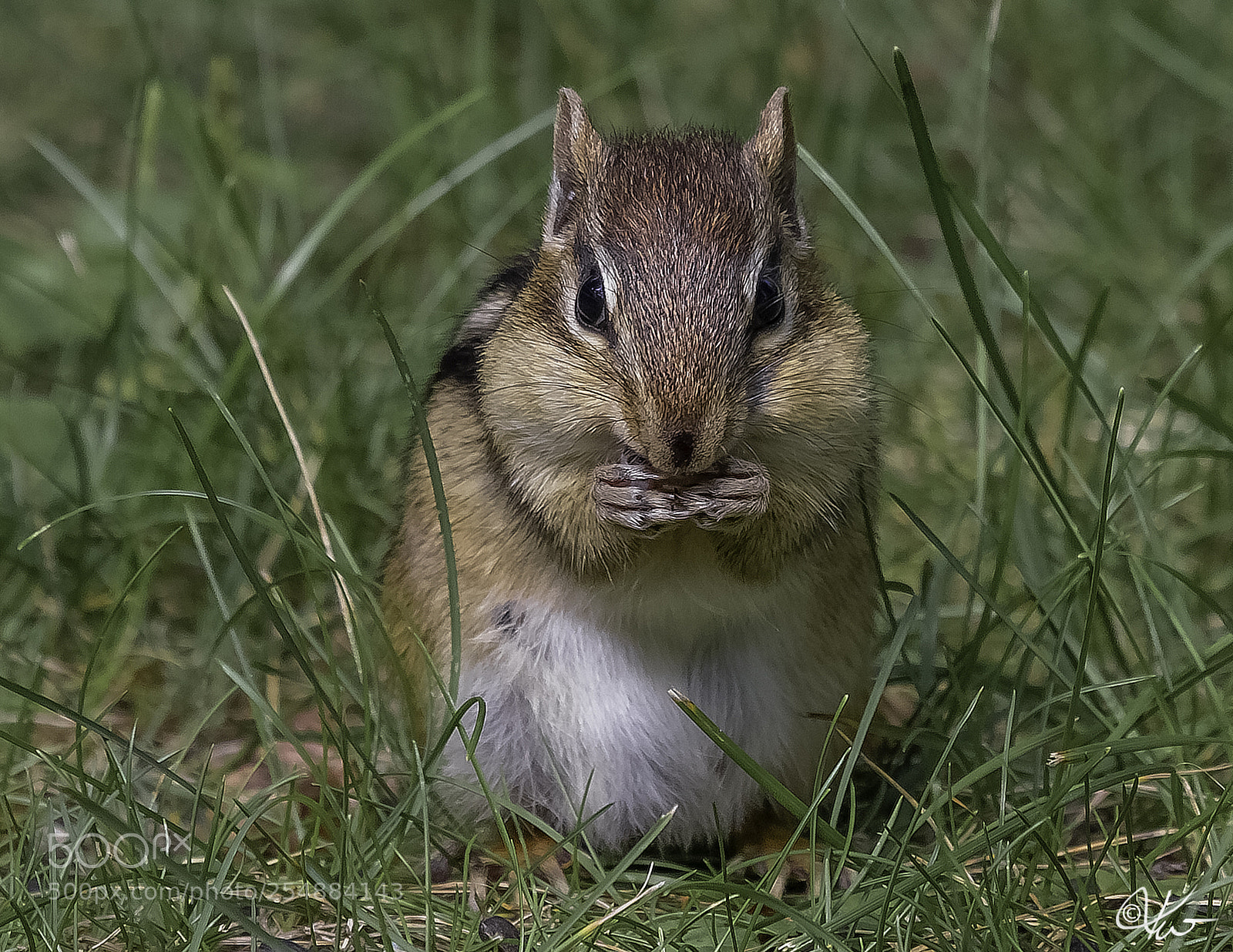 Canon EOS 7D sample photo. Chipmunk in explore o photography