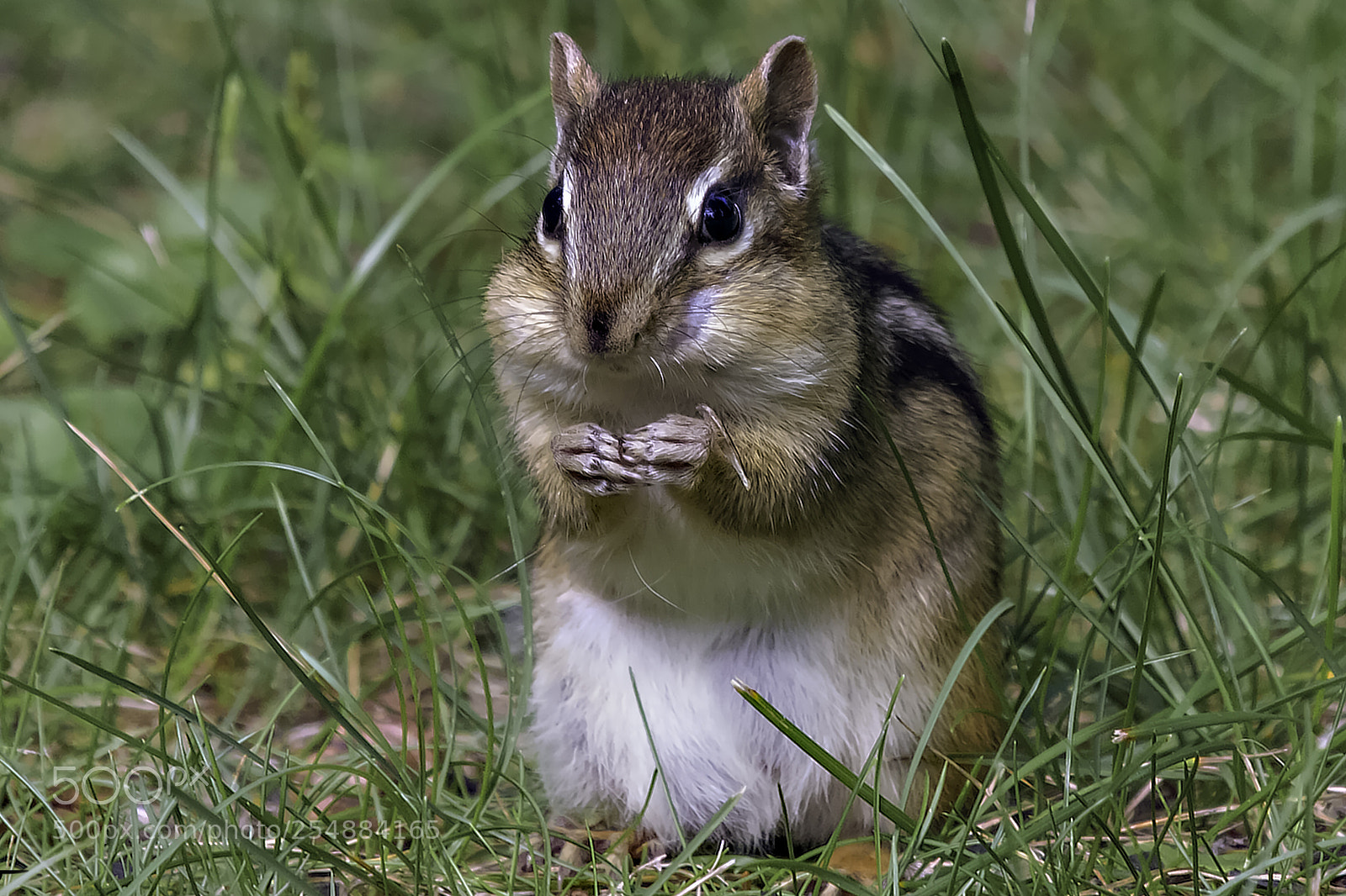 Canon EOS 7D sample photo. Chipmunk o photography