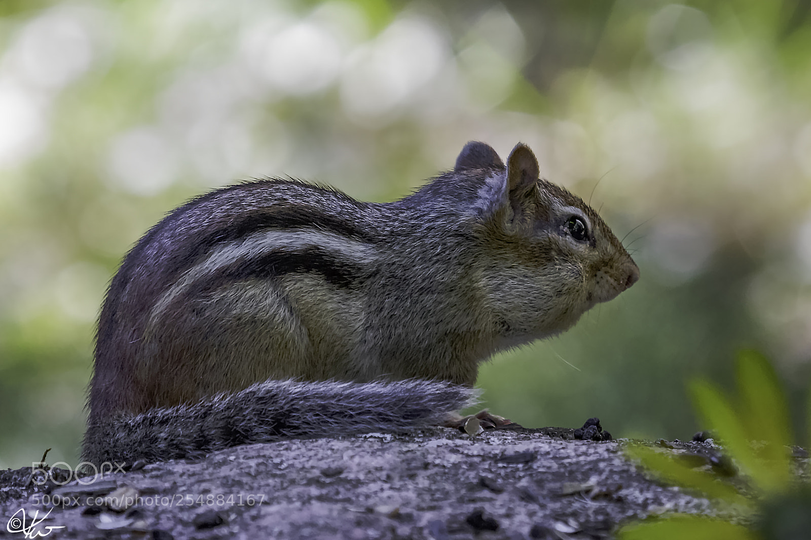 Canon EOS 7D sample photo. Chipmunk o photography