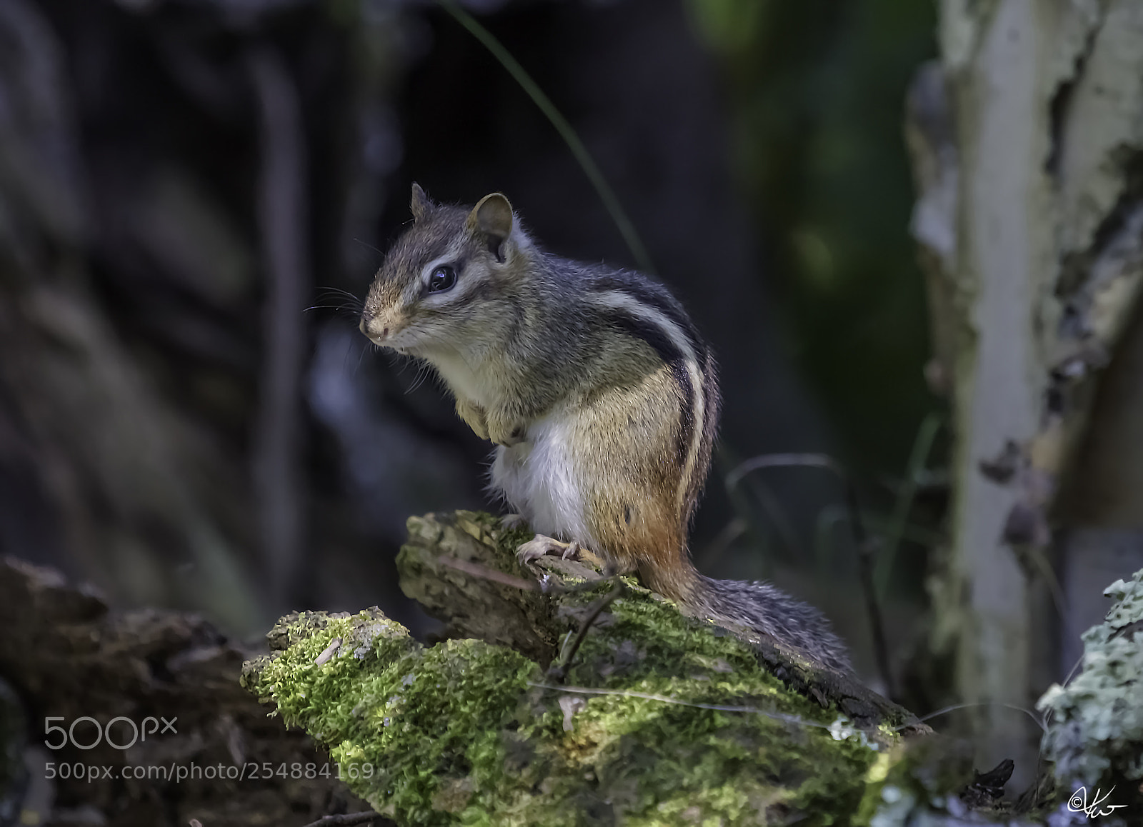 Canon EOS 7D sample photo. Chipmunk o photography