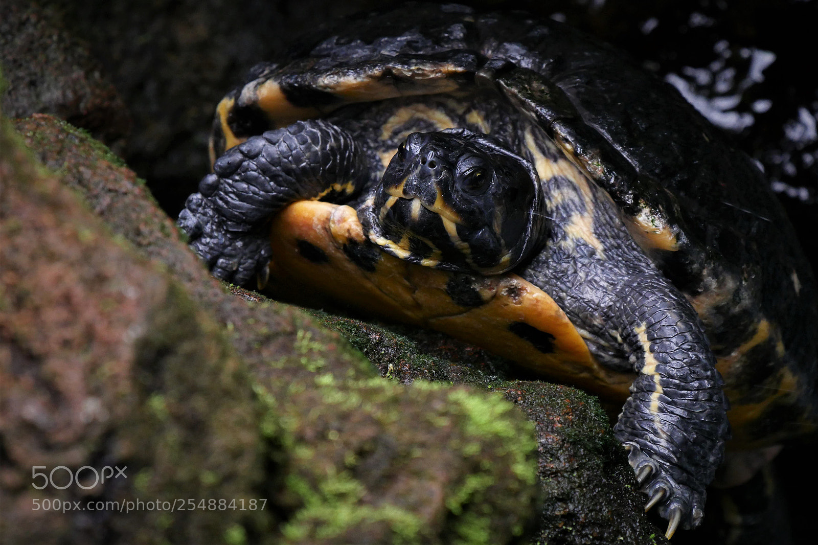 Panasonic DMC-G81 sample photo. Turtle / schildkröte photography