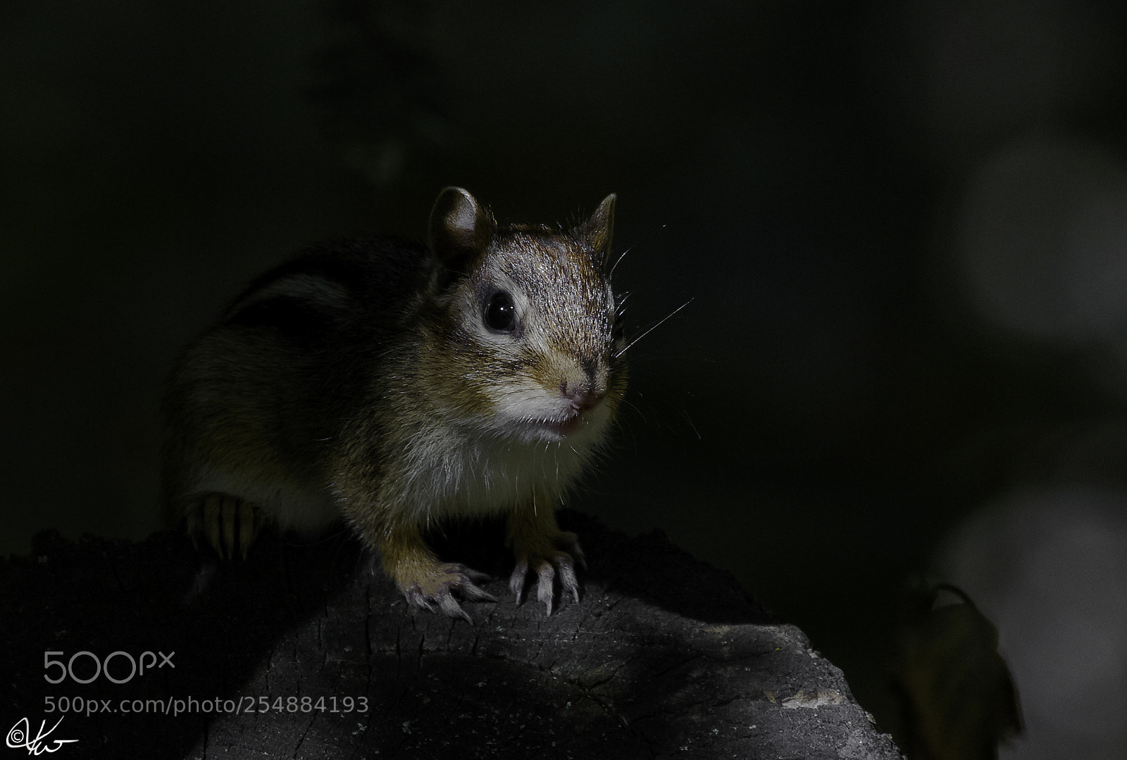 Canon EOS 7D sample photo. Chipmunk o photography