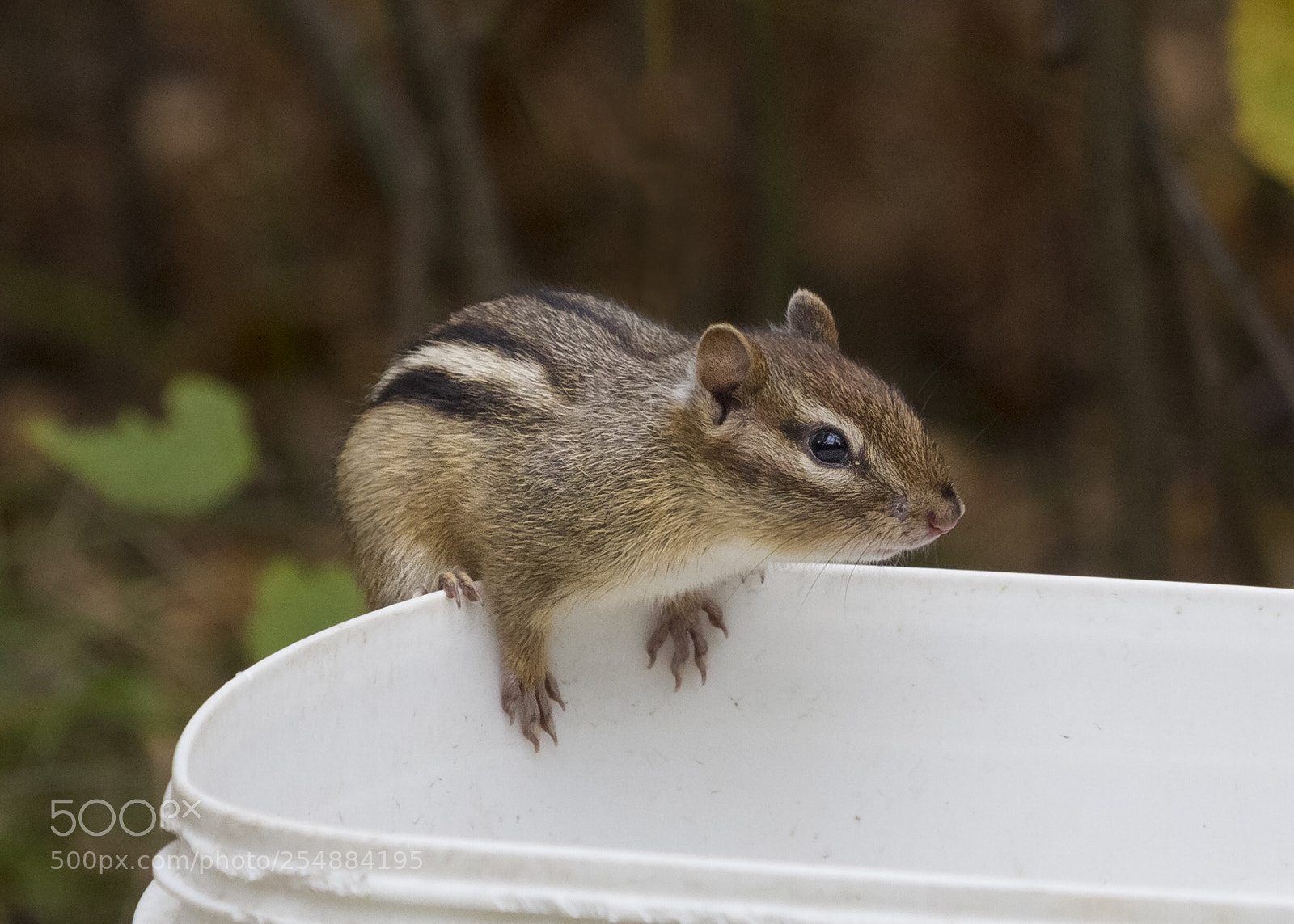 Canon EOS 7D sample photo. Chipmunk o photography