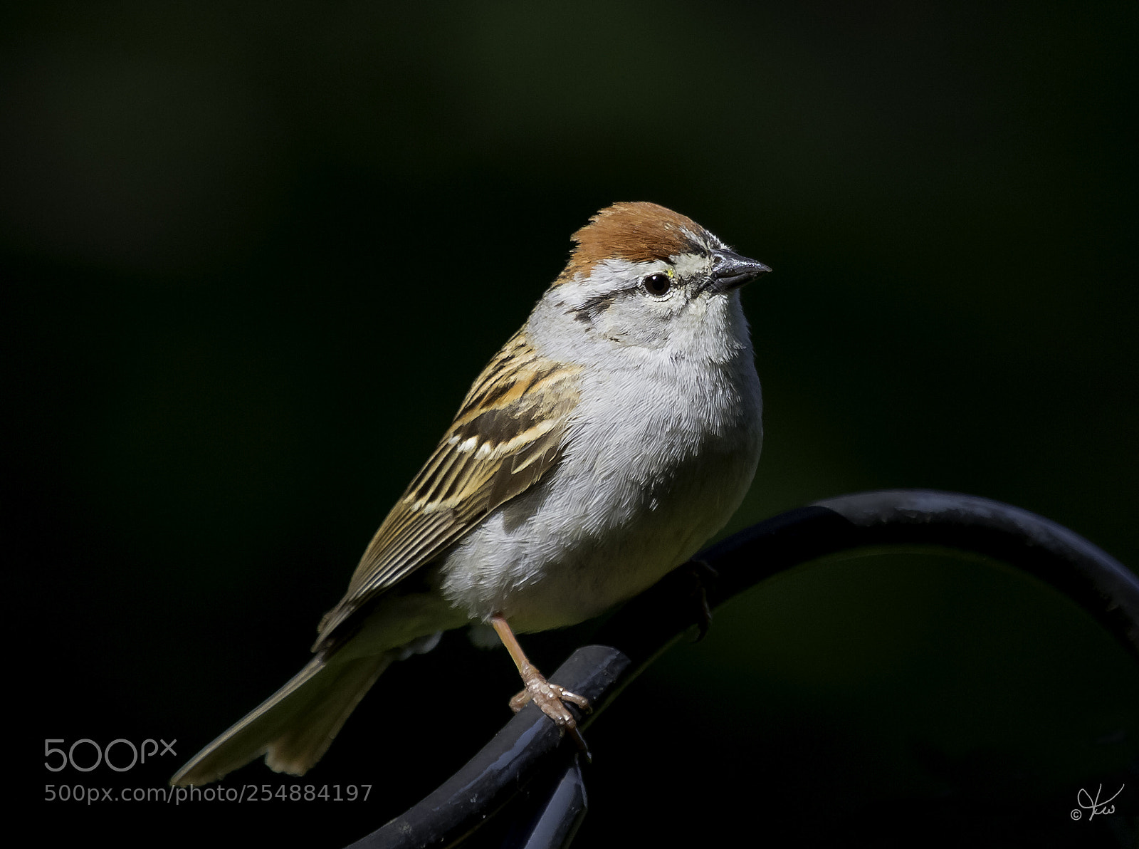 Canon EOS 7D sample photo. Chipping sparrow o photography