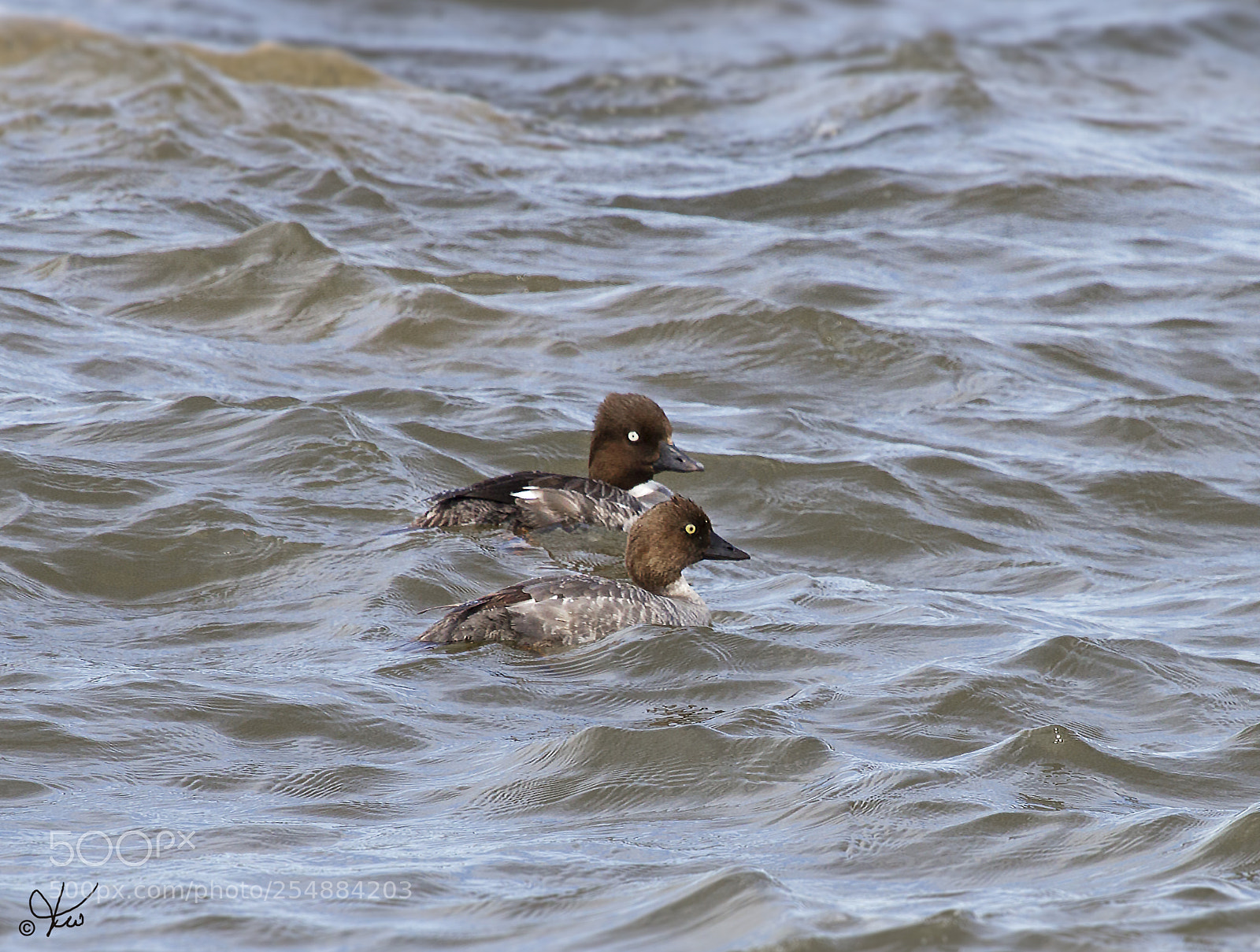 Canon EOS 7D sample photo. Common goldeneye o photography