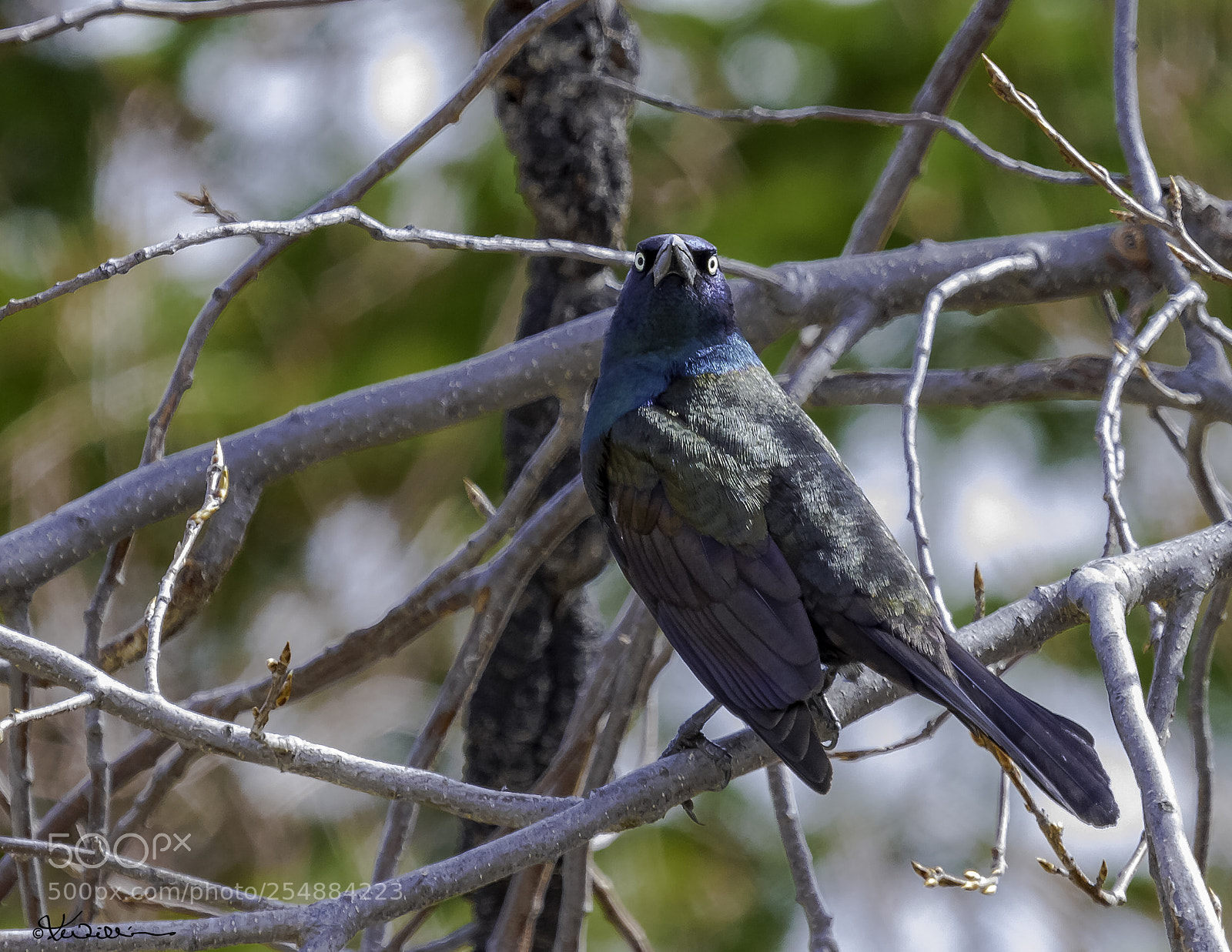 Canon EOS 7D sample photo. Common grackle o photography