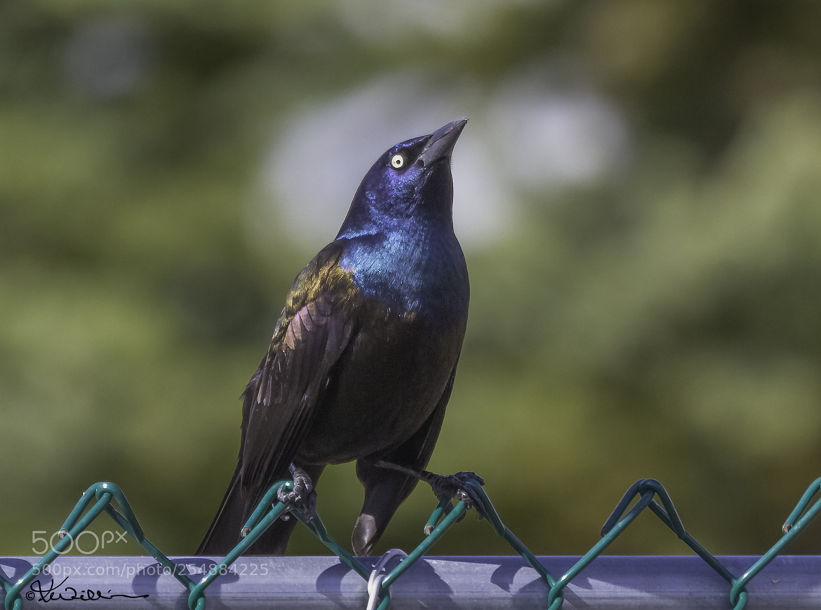 Canon EOS 7D sample photo. Common grackle o photography