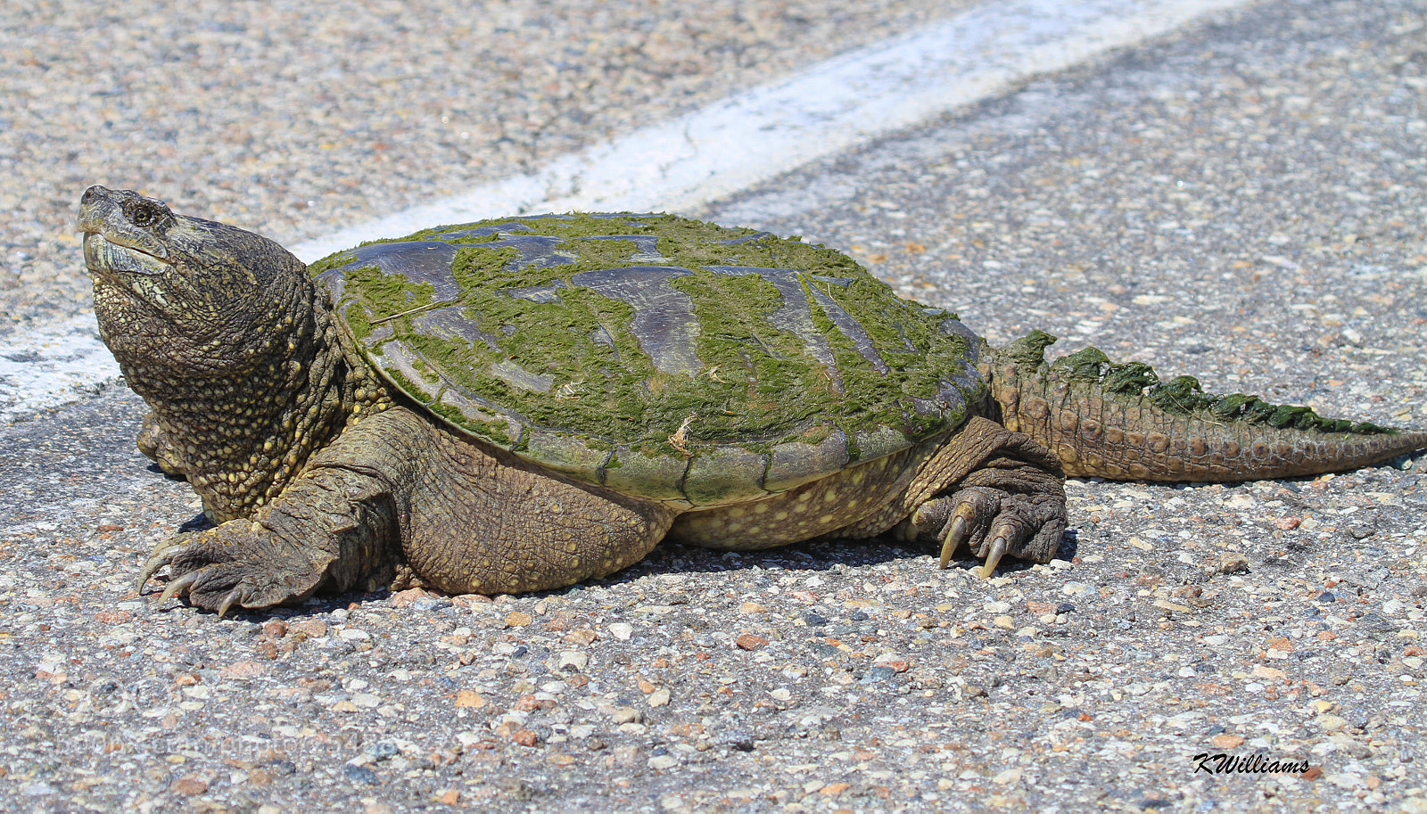 Canon EOS 7D sample photo. Common snapping turtle o photography