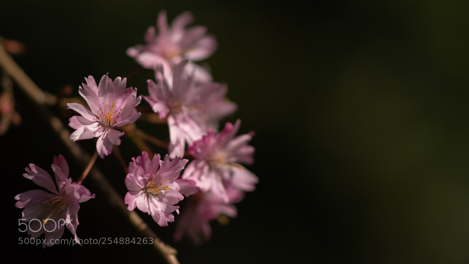 Nikon D7200 sample photo. Hanami photography
