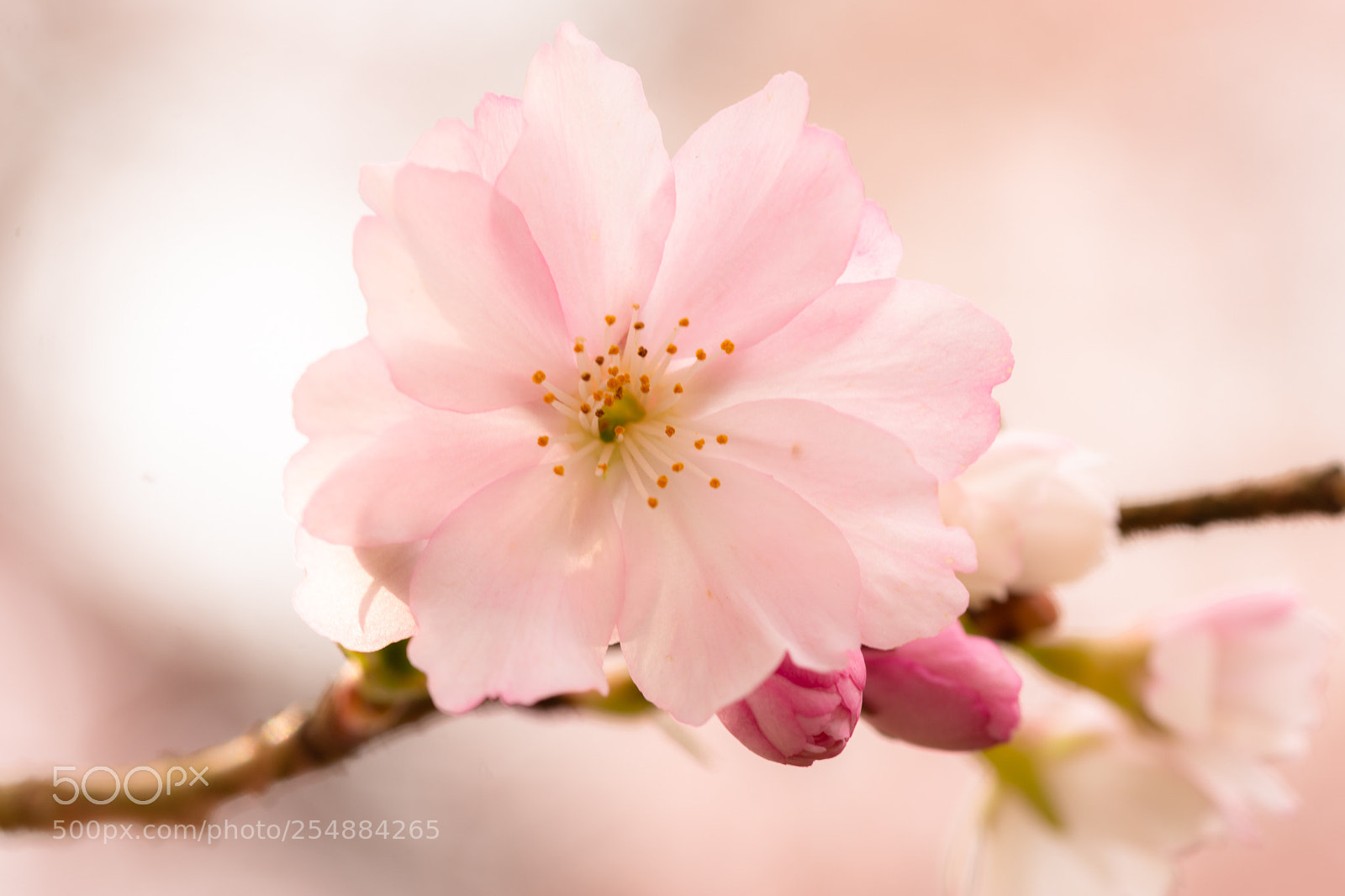 Nikon D7200 sample photo. Sakura photography