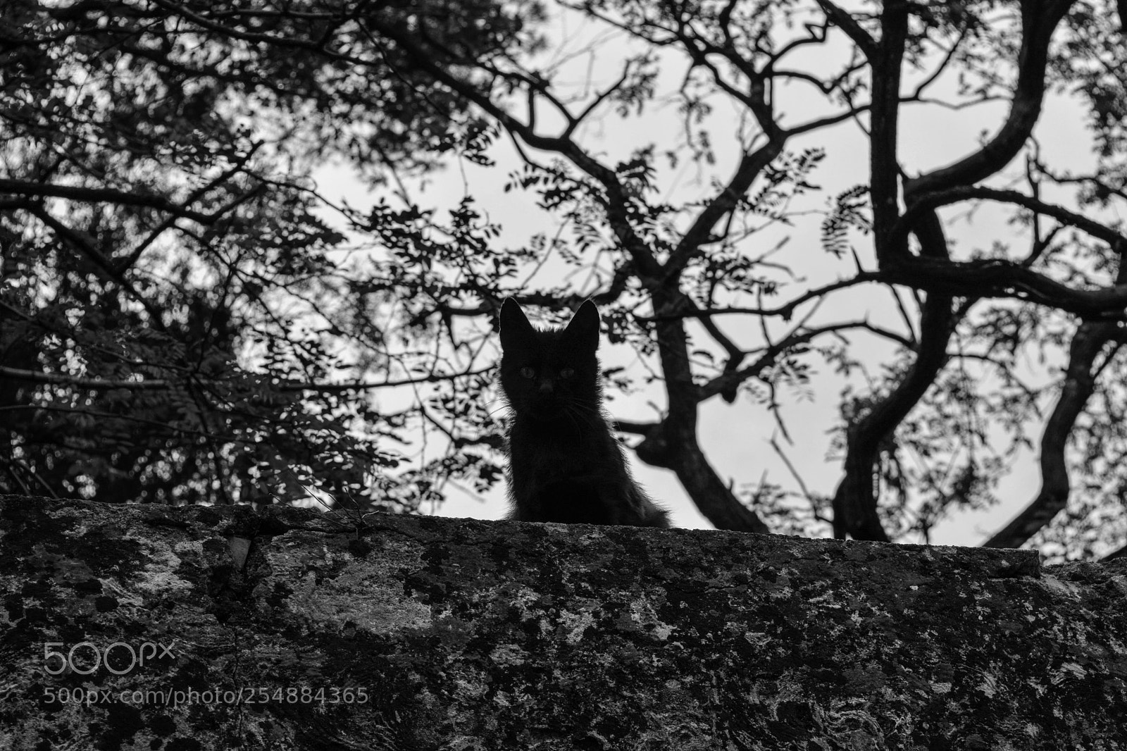 Nikon D5200 sample photo. Cat photography