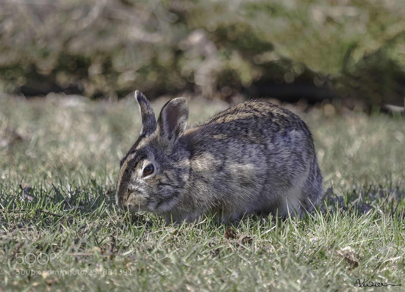 Canon EOS 7D sample photo. Cotton tail o photography