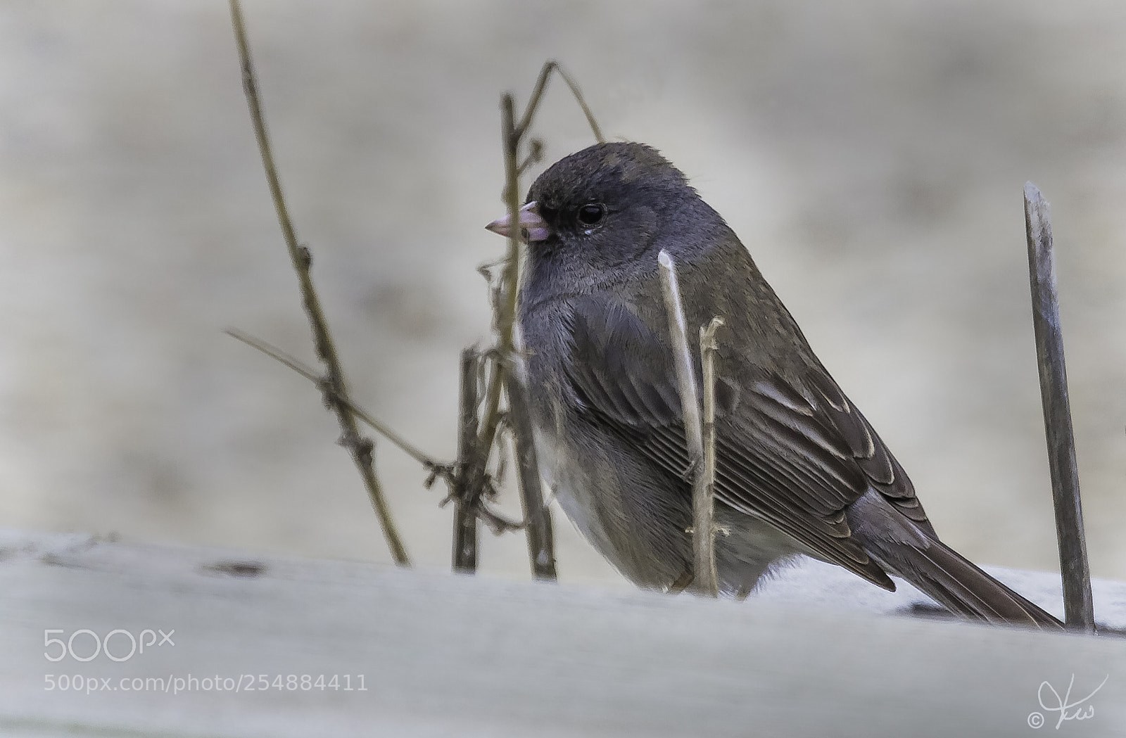 Canon EOS 7D sample photo. Dark eyed junco o photography