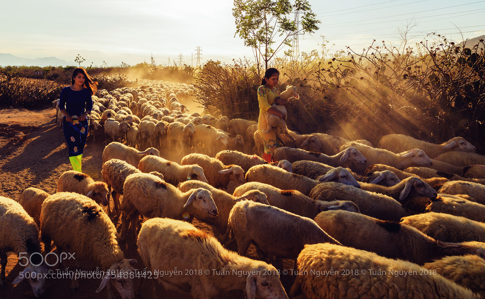 Canon EOS 5D Mark IV sample photo. Sheep go home photography