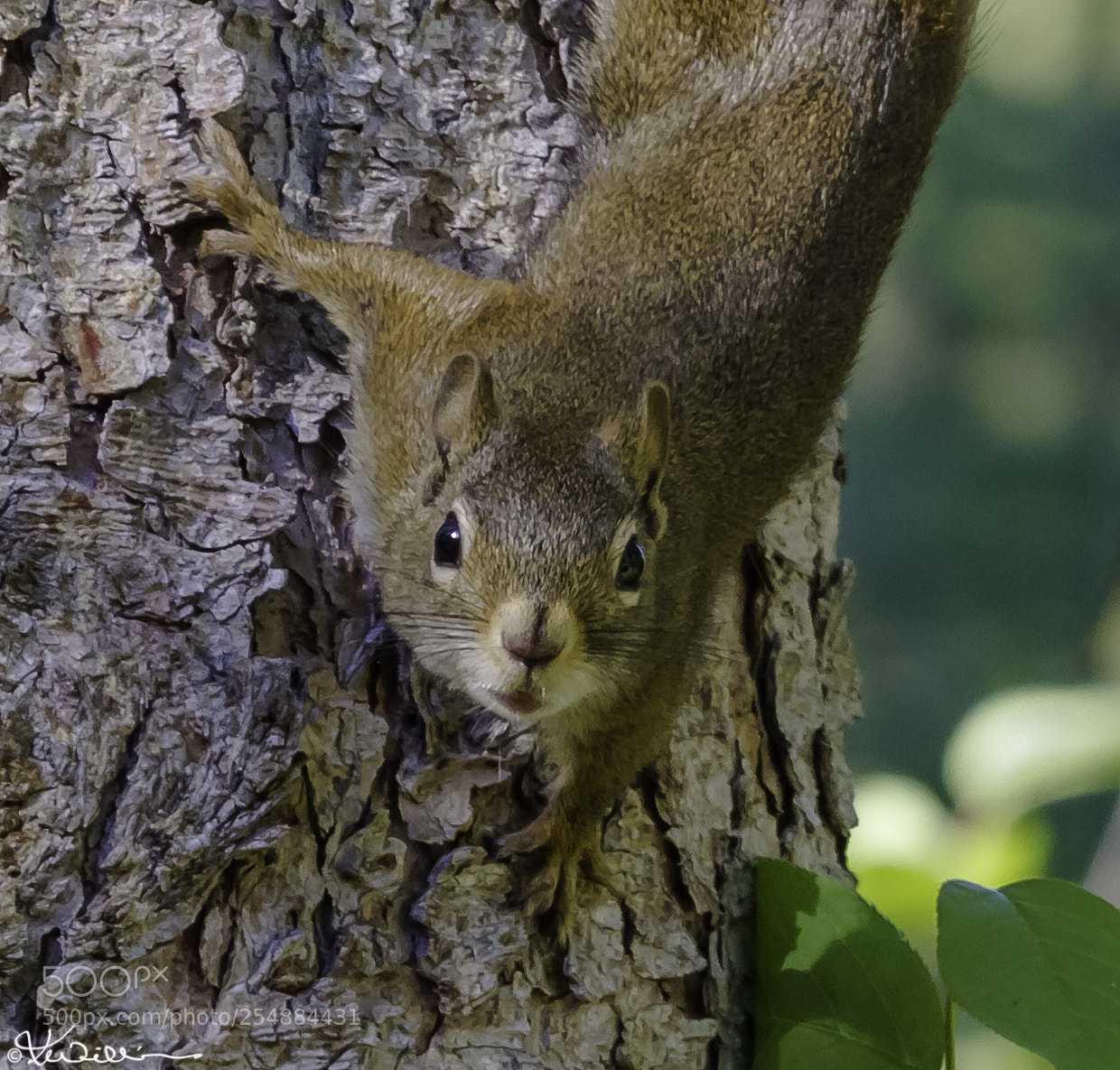 Canon EOS 7D sample photo. Dennis the menaceo photography