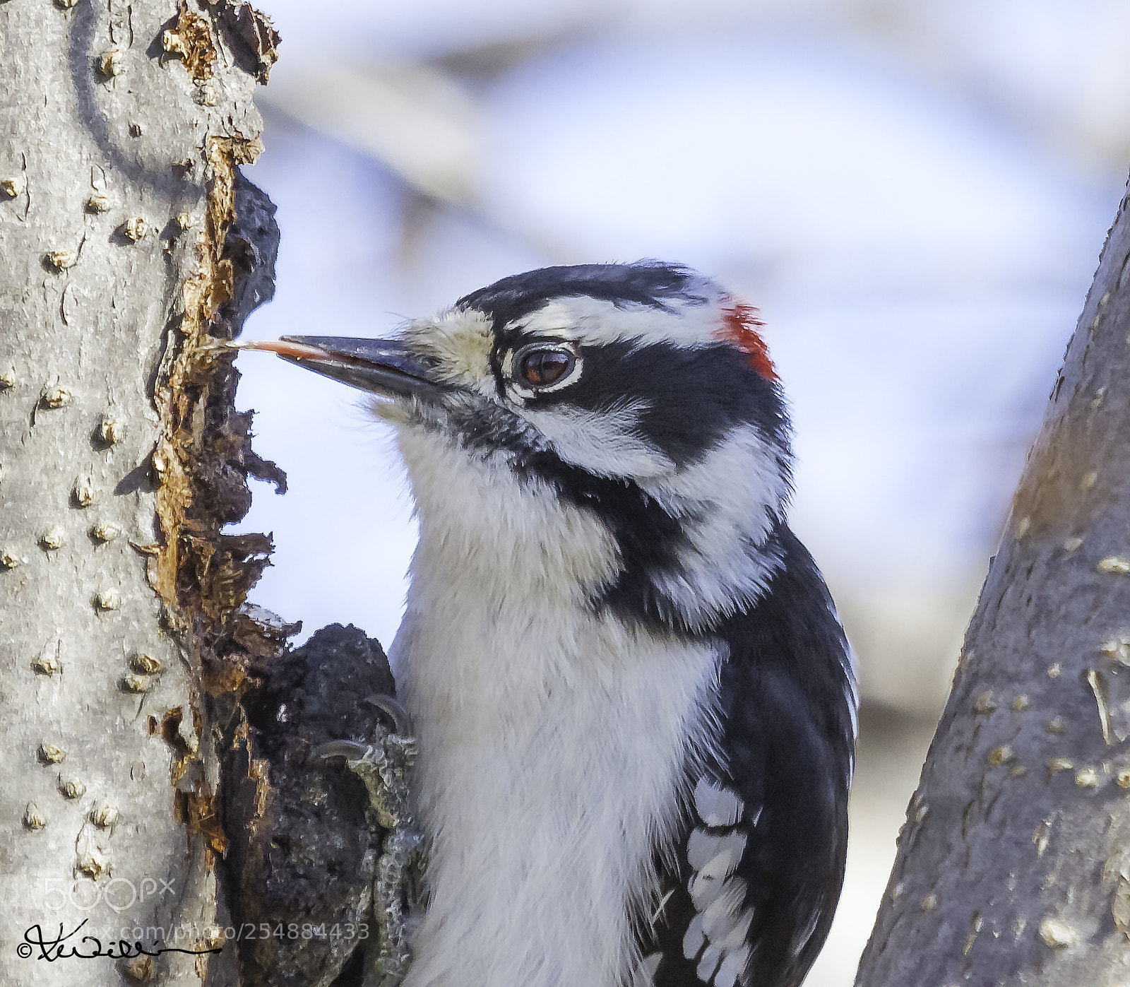 Canon EOS 7D sample photo. Downy woodpecker o photography