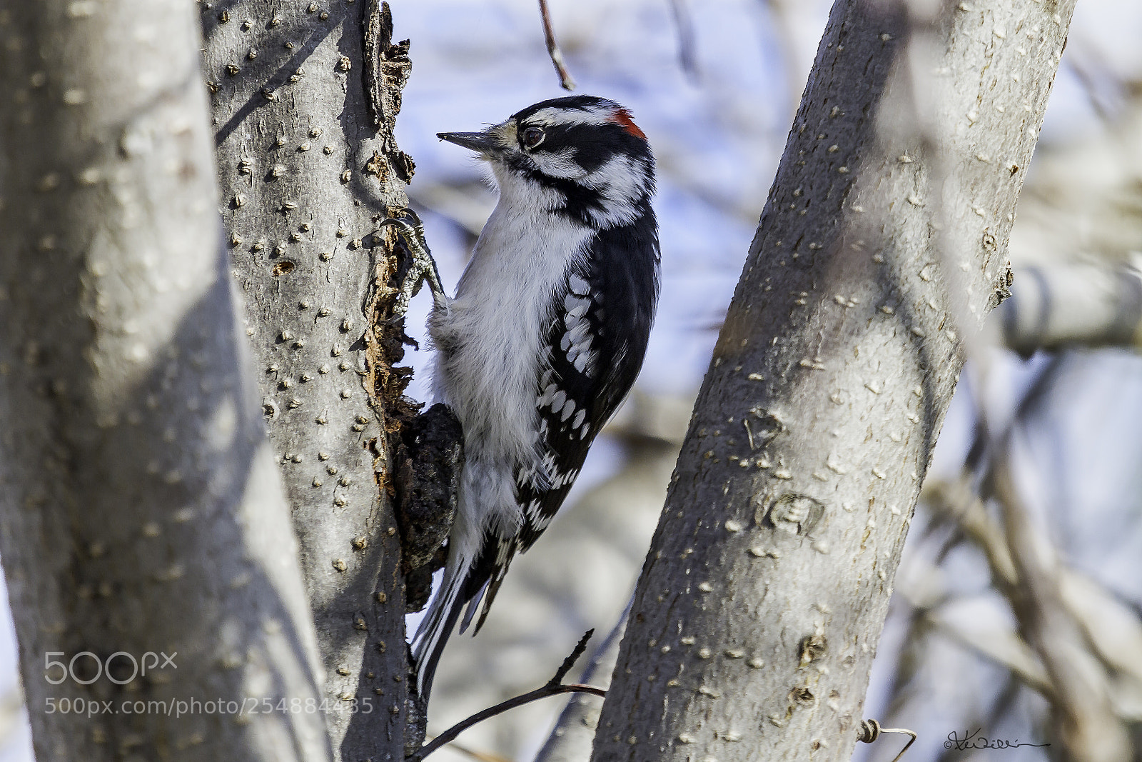 Canon EOS 7D sample photo. Downy woodpecker o photography