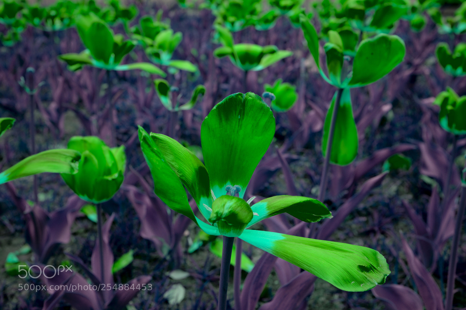 Fujifilm X100F sample photo. Butterflies photography