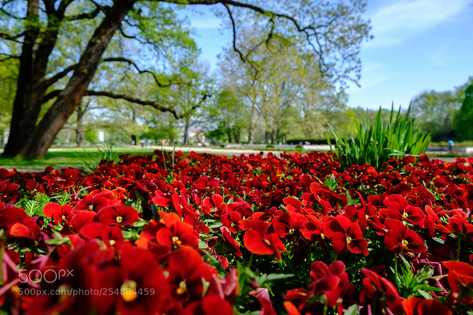 Fujifilm X-T20 sample photo. Rote pracht am rosengarten photography