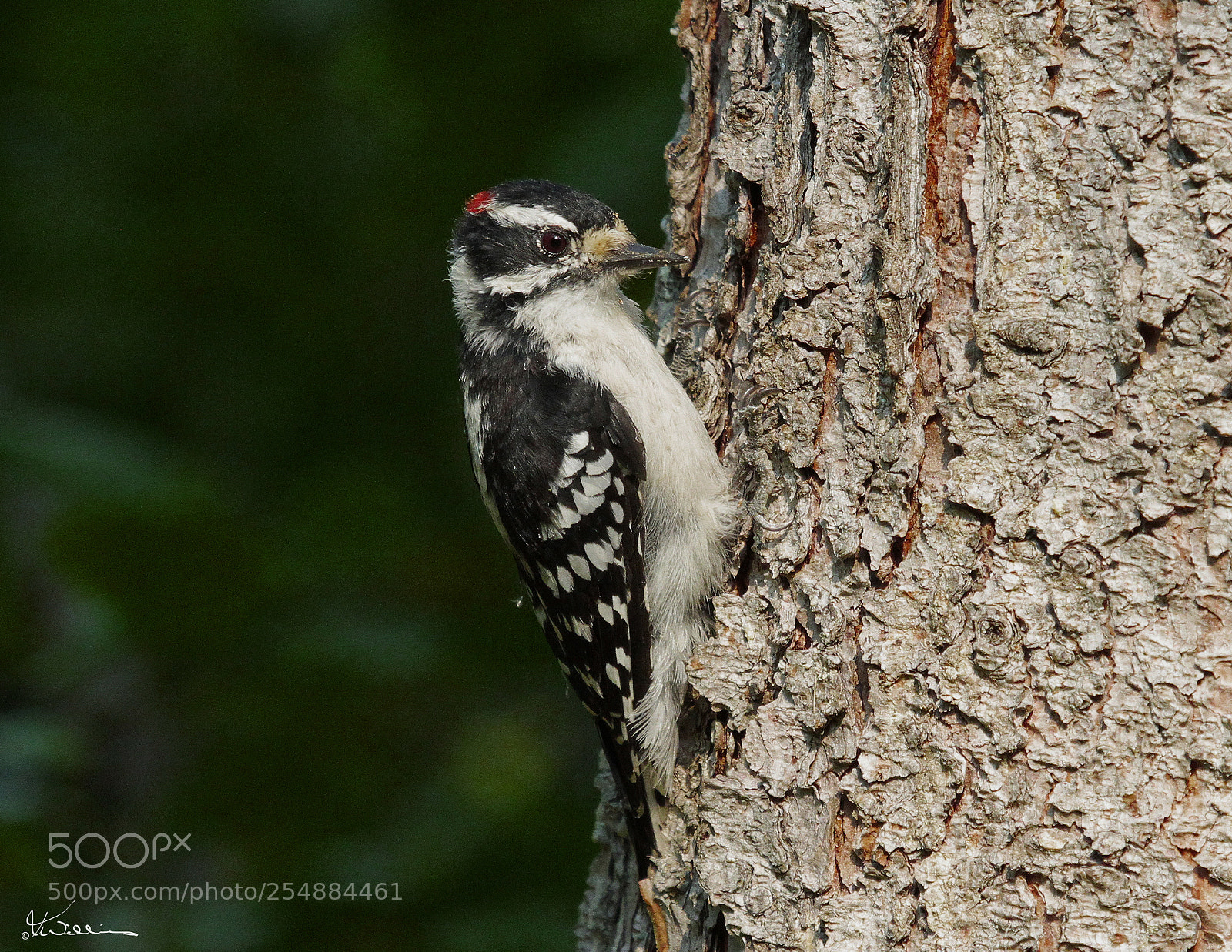 Canon EOS 7D sample photo. Downy woodpecker o photography