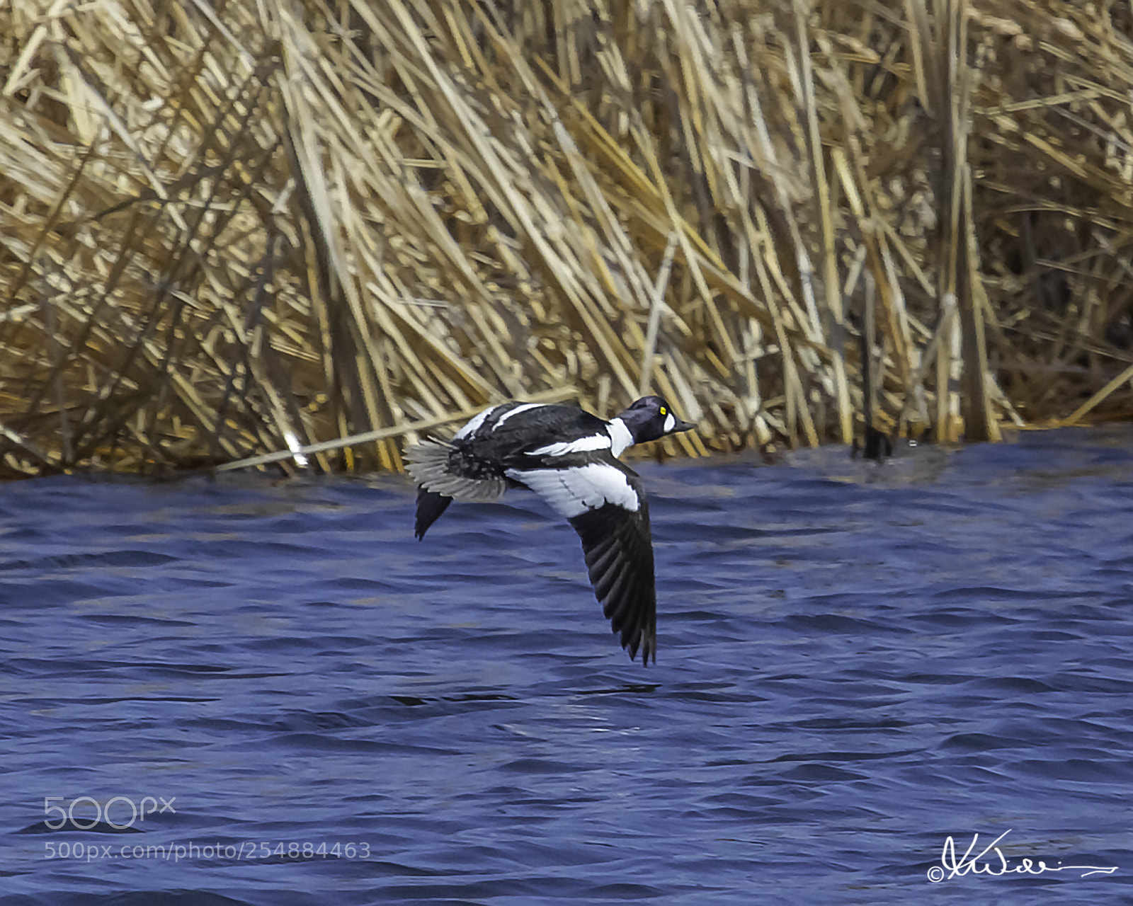 Canon EOS 7D sample photo. Duck o photography