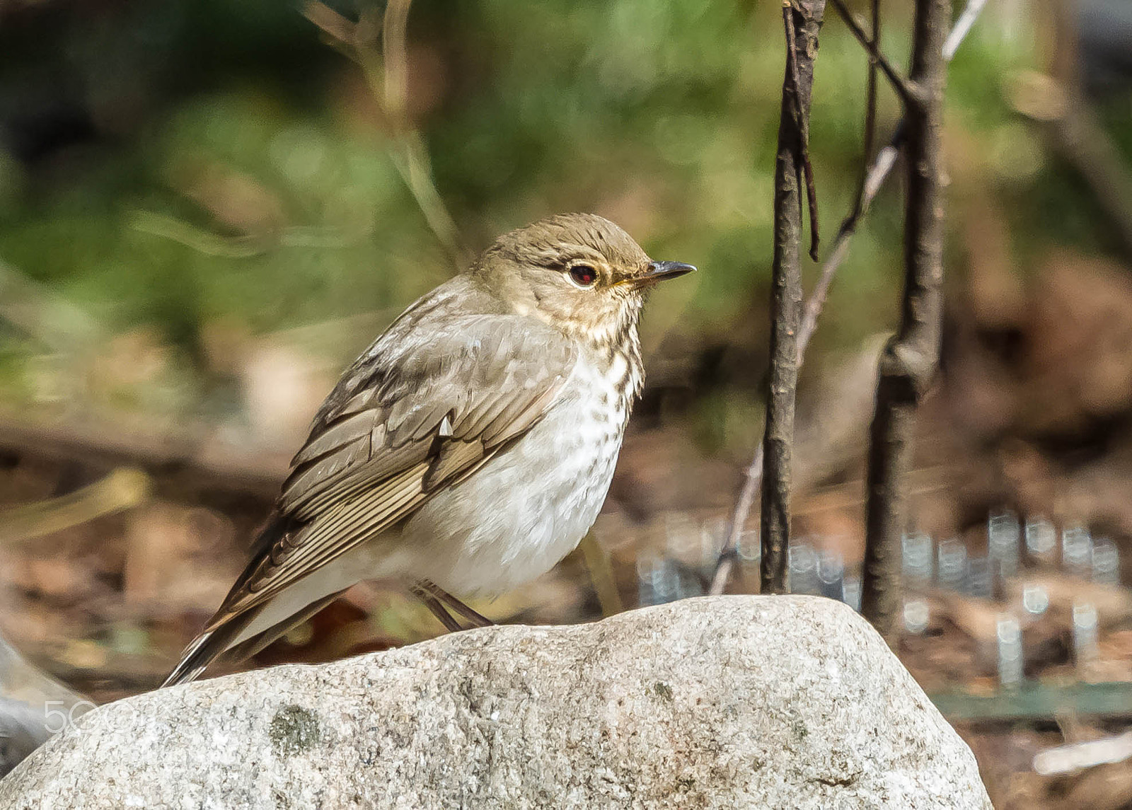 Canon EOS 7D sample photo. Ed jpg o photography
