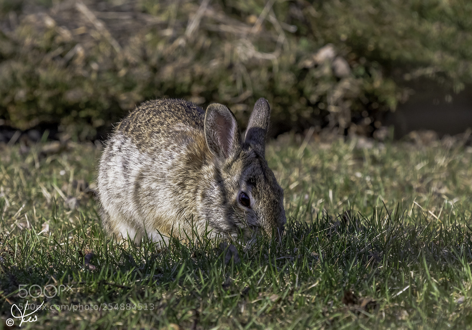 Canon EOS 7D sample photo. Eastern cottontail o photography