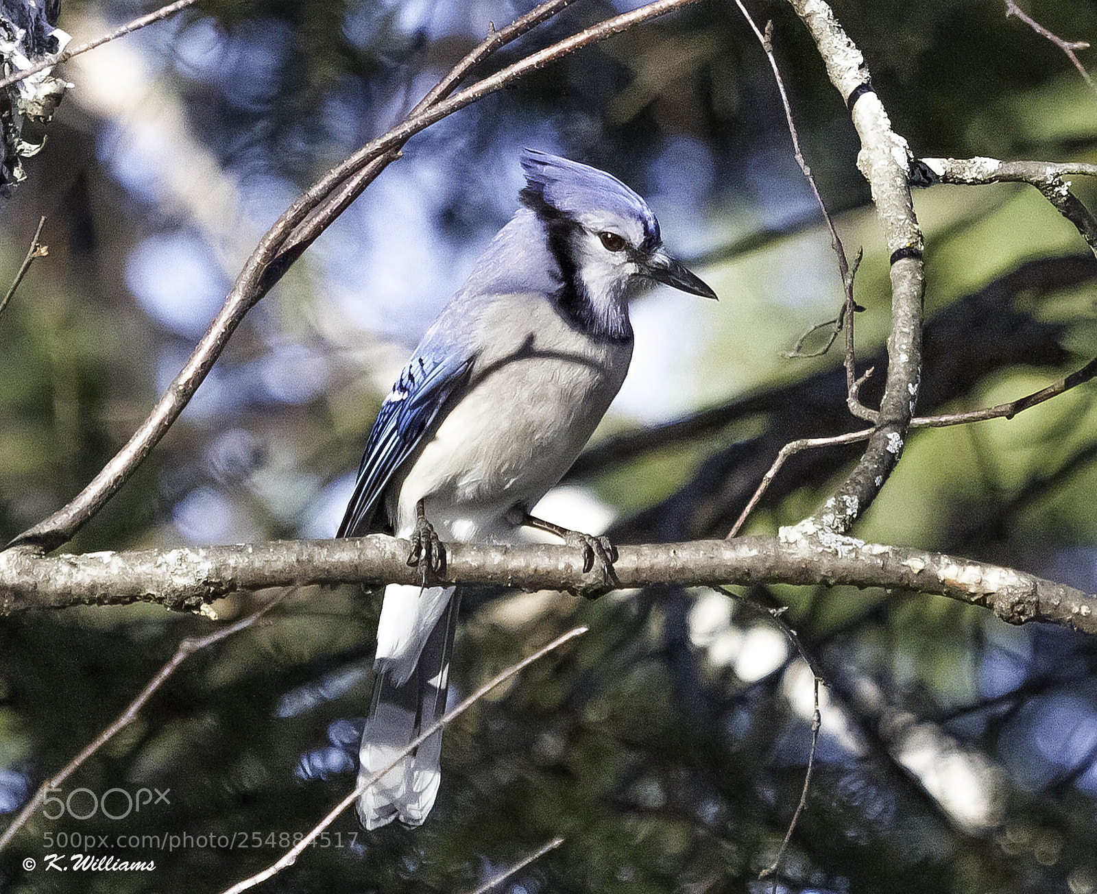 Canon EOS 7D sample photo. Ed spring blujay o photography