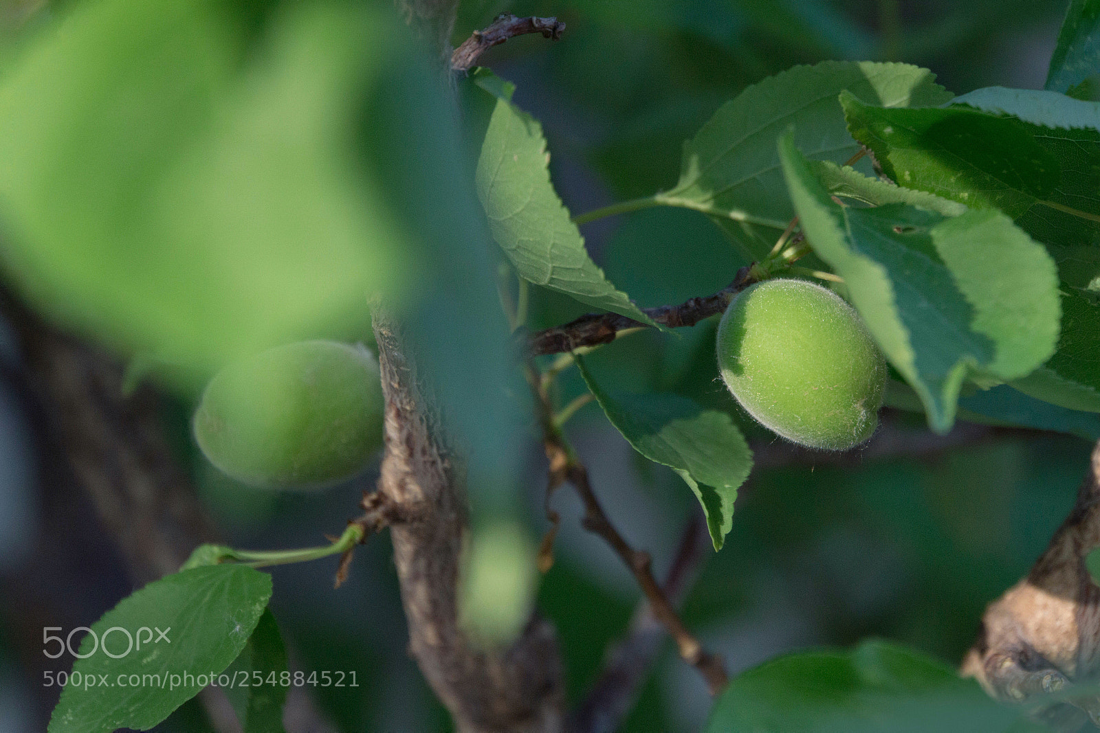 Sony a6000 sample photo. Summer photography