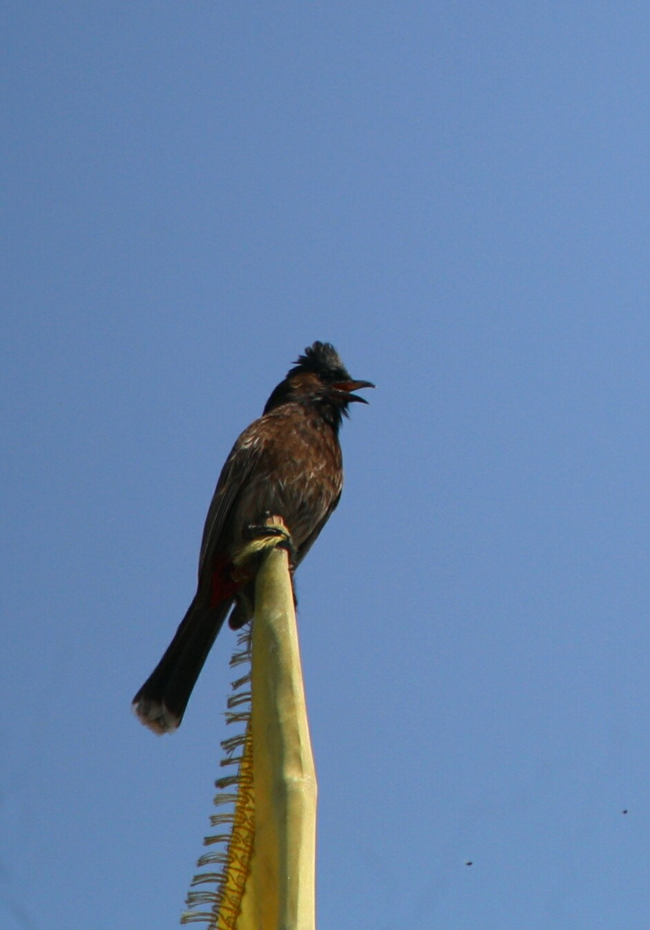 Canon EOS 1000D (EOS Digital Rebel XS / EOS Kiss F) sample photo. #bulbul
#dehradun
#canoneos1000d #lens55_250mm

#www_photography photography