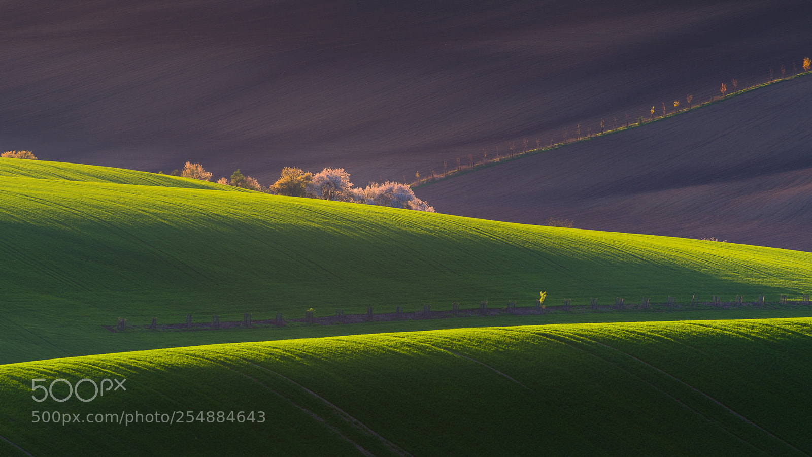 Nikon D610 sample photo. Moravian spring photography