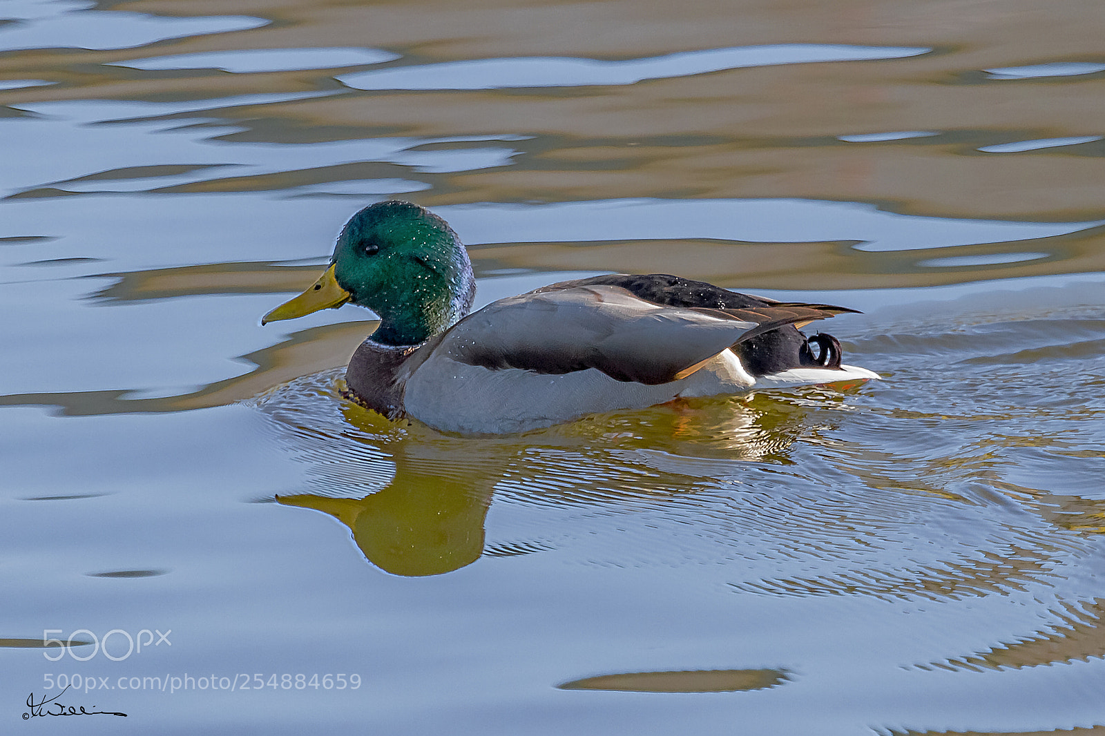 Canon EOS 7D sample photo. Fall mallard o photography