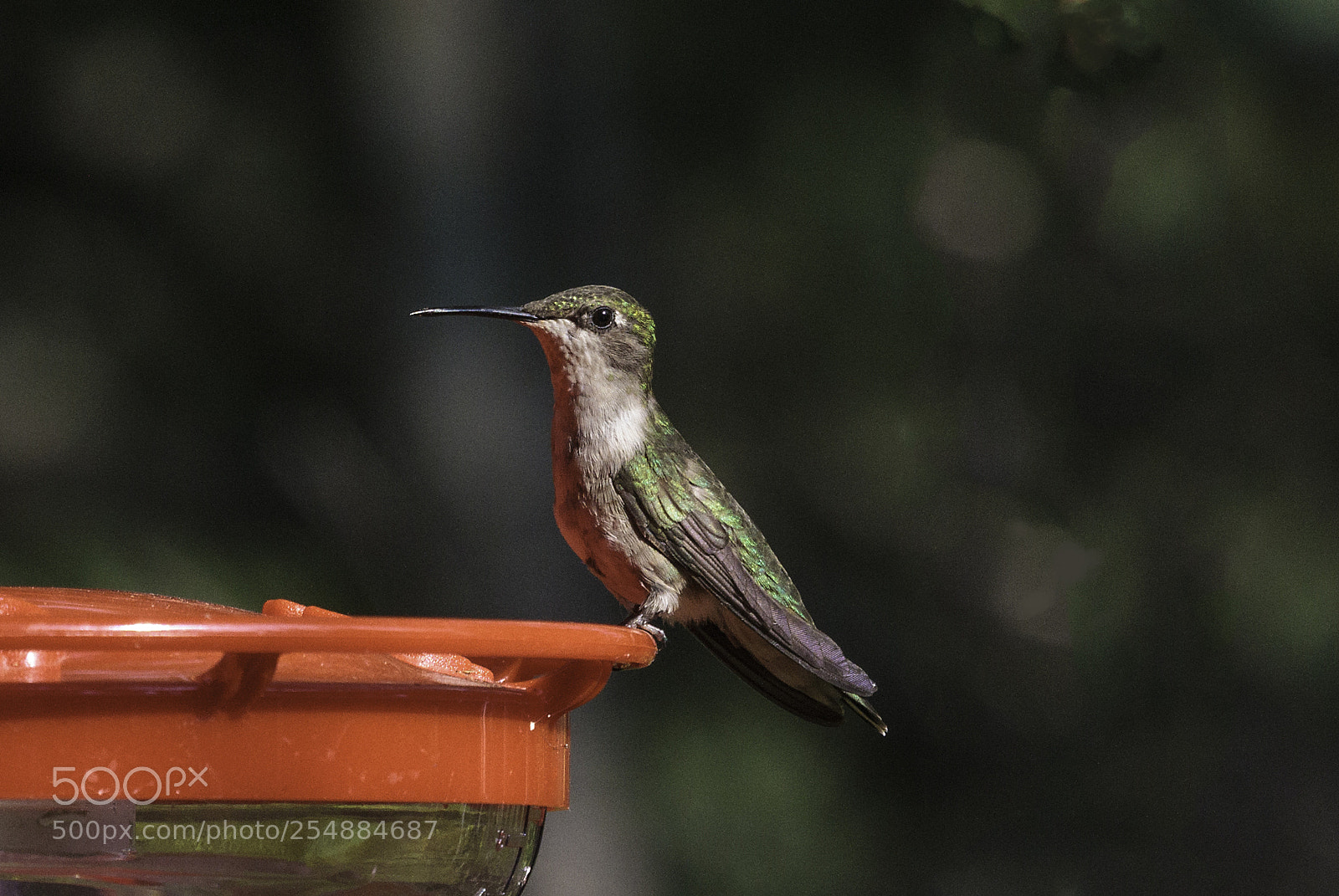 Canon EOS 7D sample photo. Fem hummer o photography
