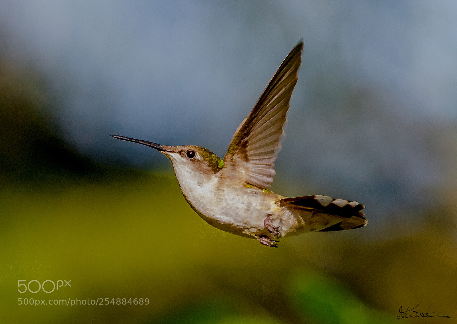 Canon EOS 7D sample photo. Fem reby throated hummer photography