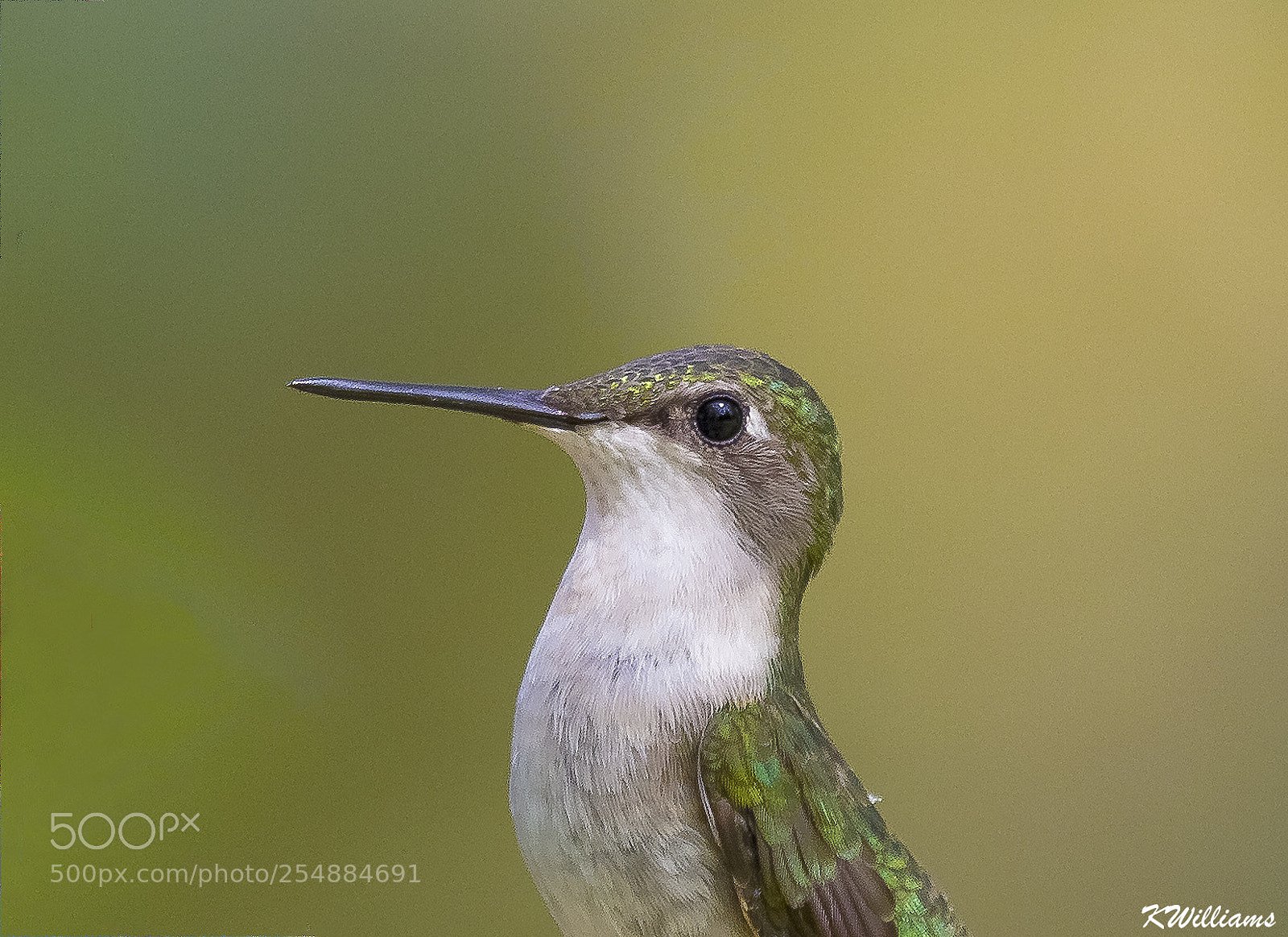 Canon EOS 7D sample photo. Fem ruby throated o photography