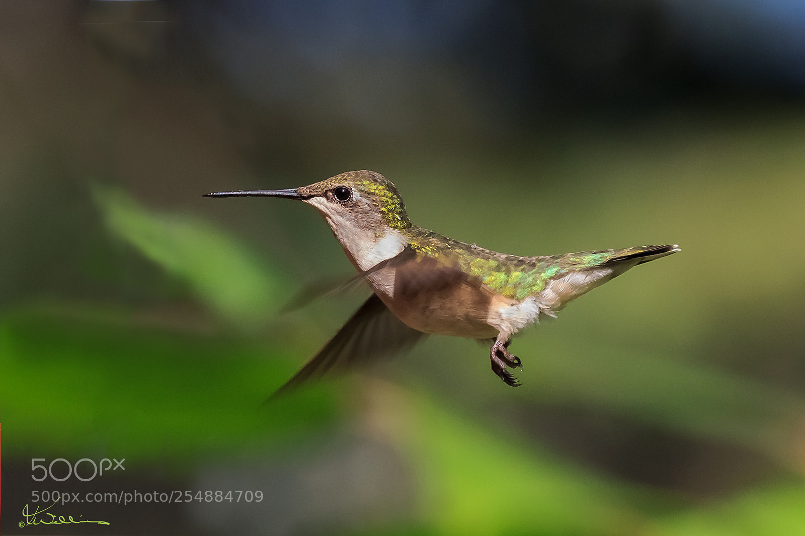 Canon EOS 7D sample photo. Fem ruby throated hummer photography