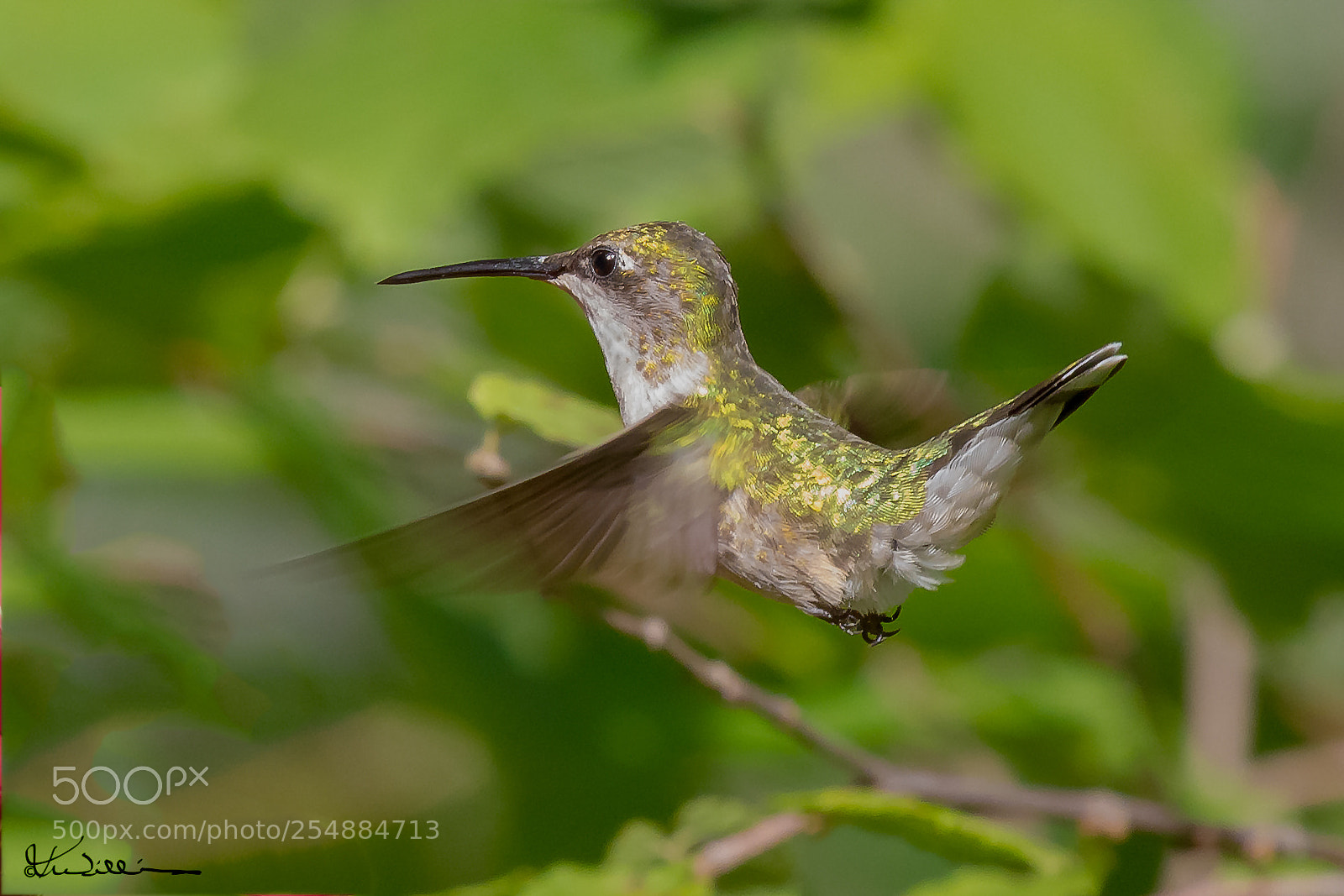 Canon EOS 7D sample photo. Fem ruby throated hummer photography