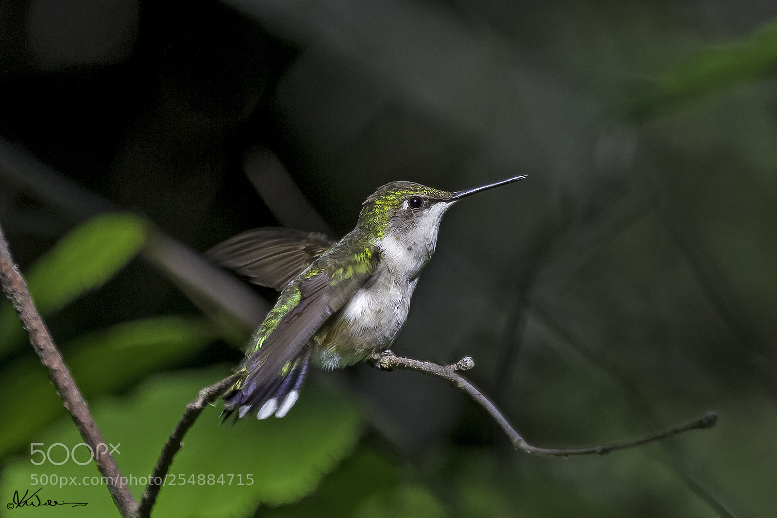 Canon EOS 7D sample photo. Fem rubythroated hummer o photography
