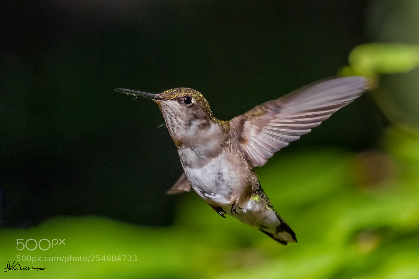 Canon EOS 7D sample photo. Fem rubythroated hummer o photography