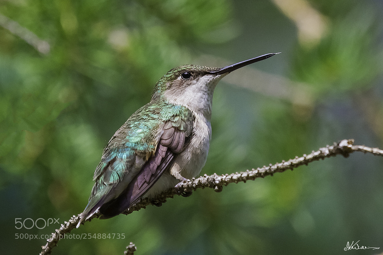 Canon EOS 7D sample photo. Fem rubythroated hummer edit photography