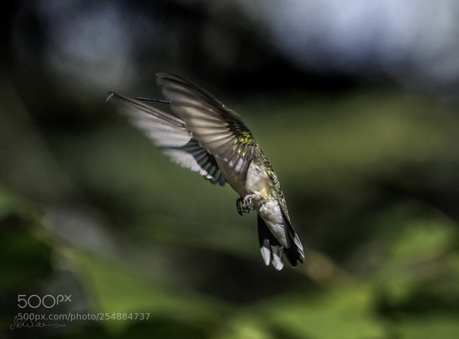 Canon EOS 7D sample photo. Fem rubythroated hummer o photography