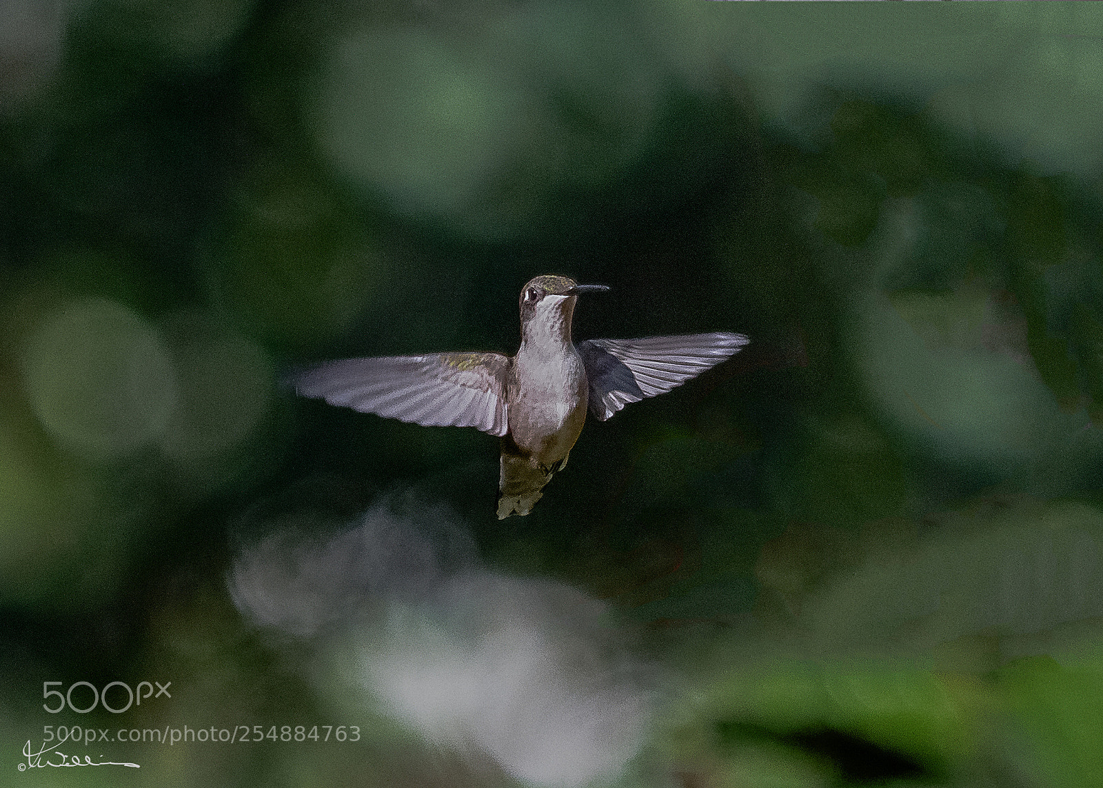 Canon EOS 7D sample photo. Fem rubythroated hummer o photography