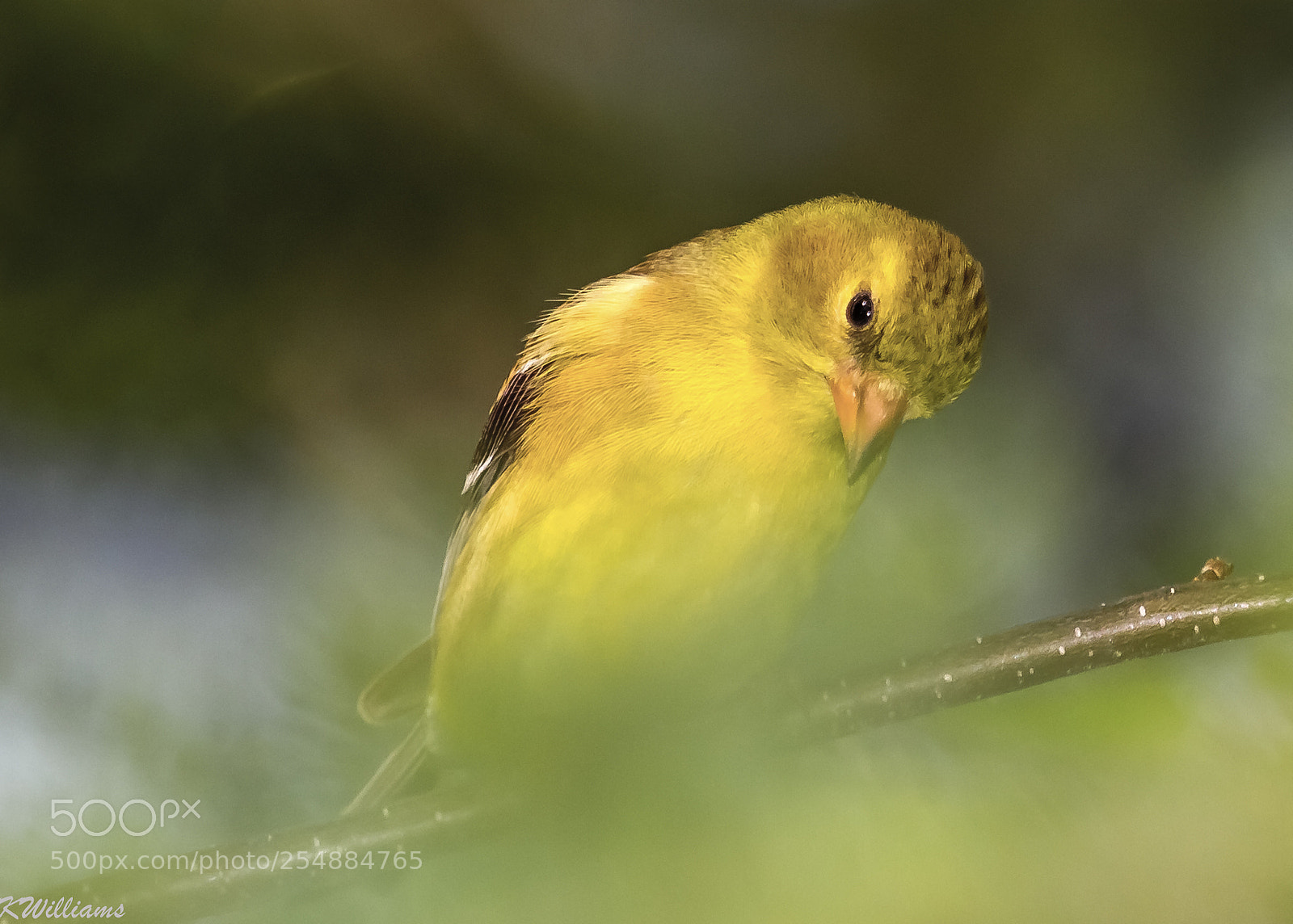 Canon EOS 7D sample photo. Female american gold finch photography