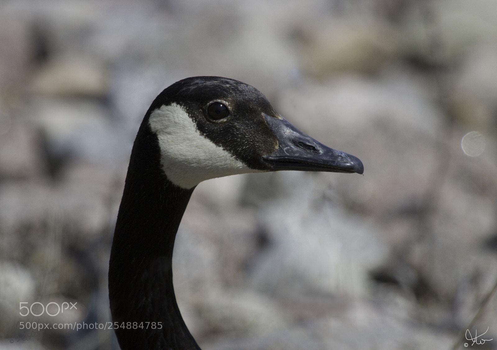 Canon EOS 7D sample photo. Female canada goose o photography