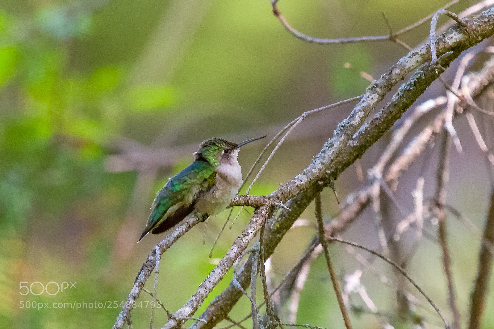 Canon EOS 7D sample photo. Female hummer o photography