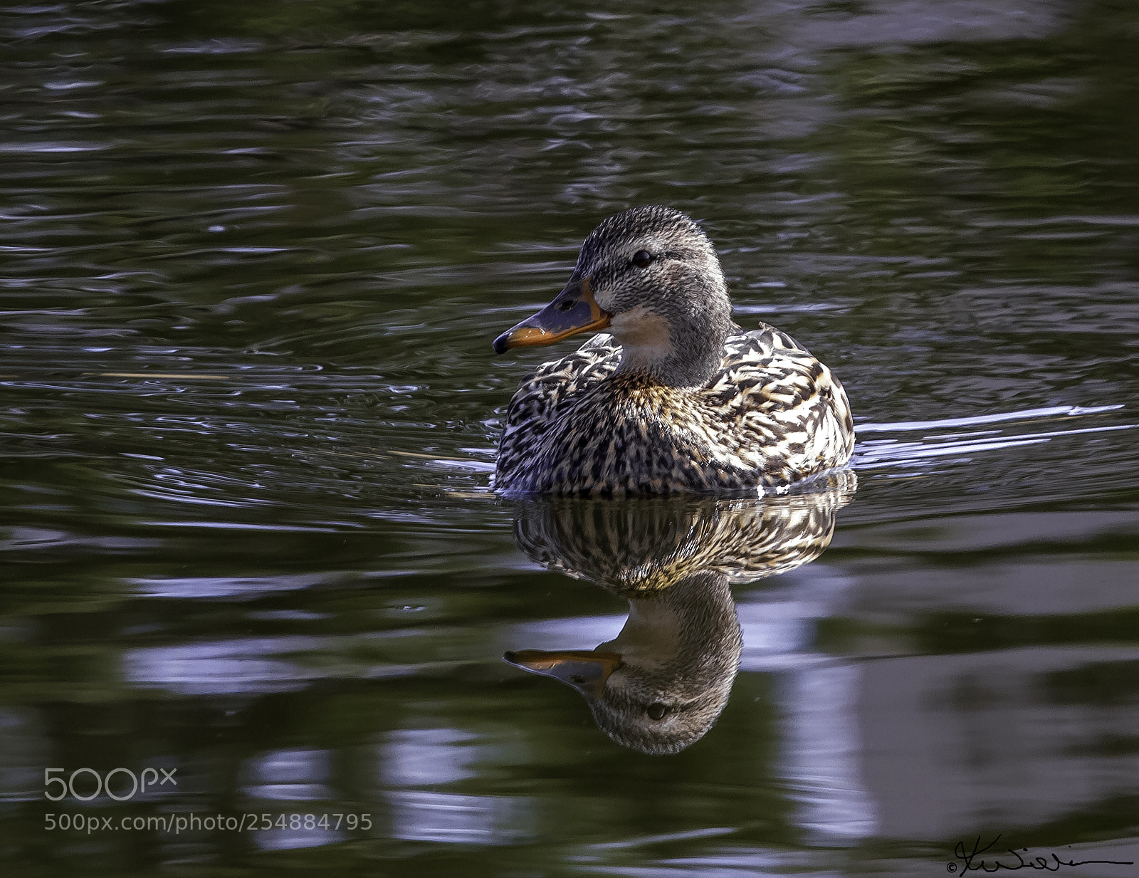 Canon EOS 7D sample photo. Female mallard o photography